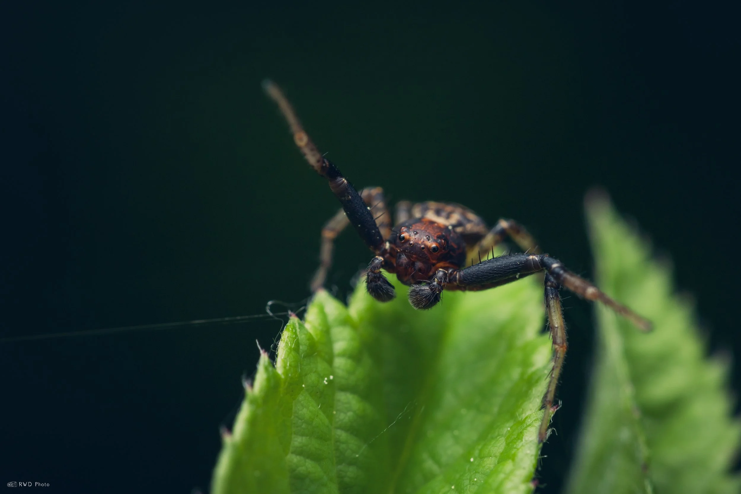 052626-CrabSpider-1-2.jpg