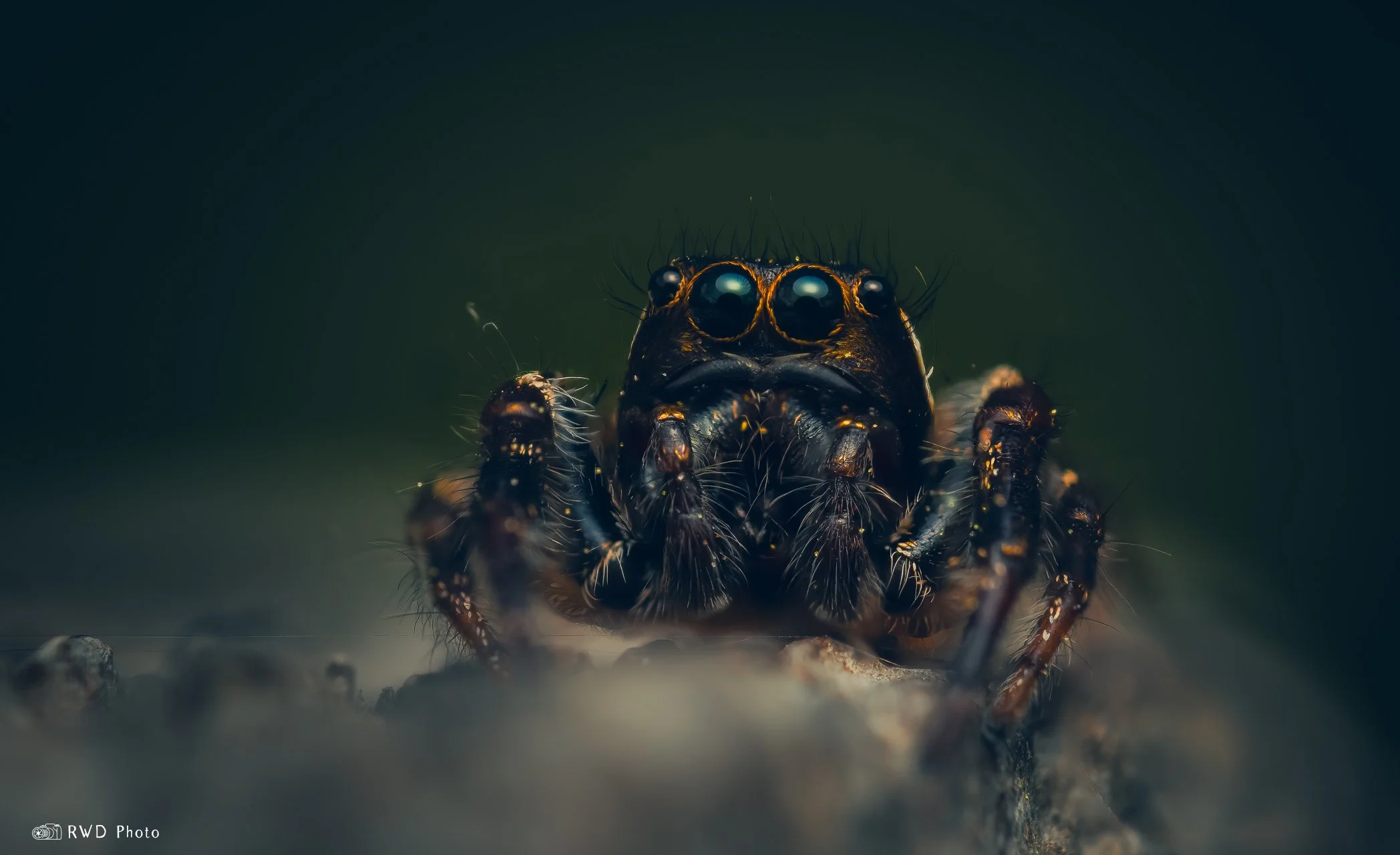 042924_JumpingSpider-1.jpg