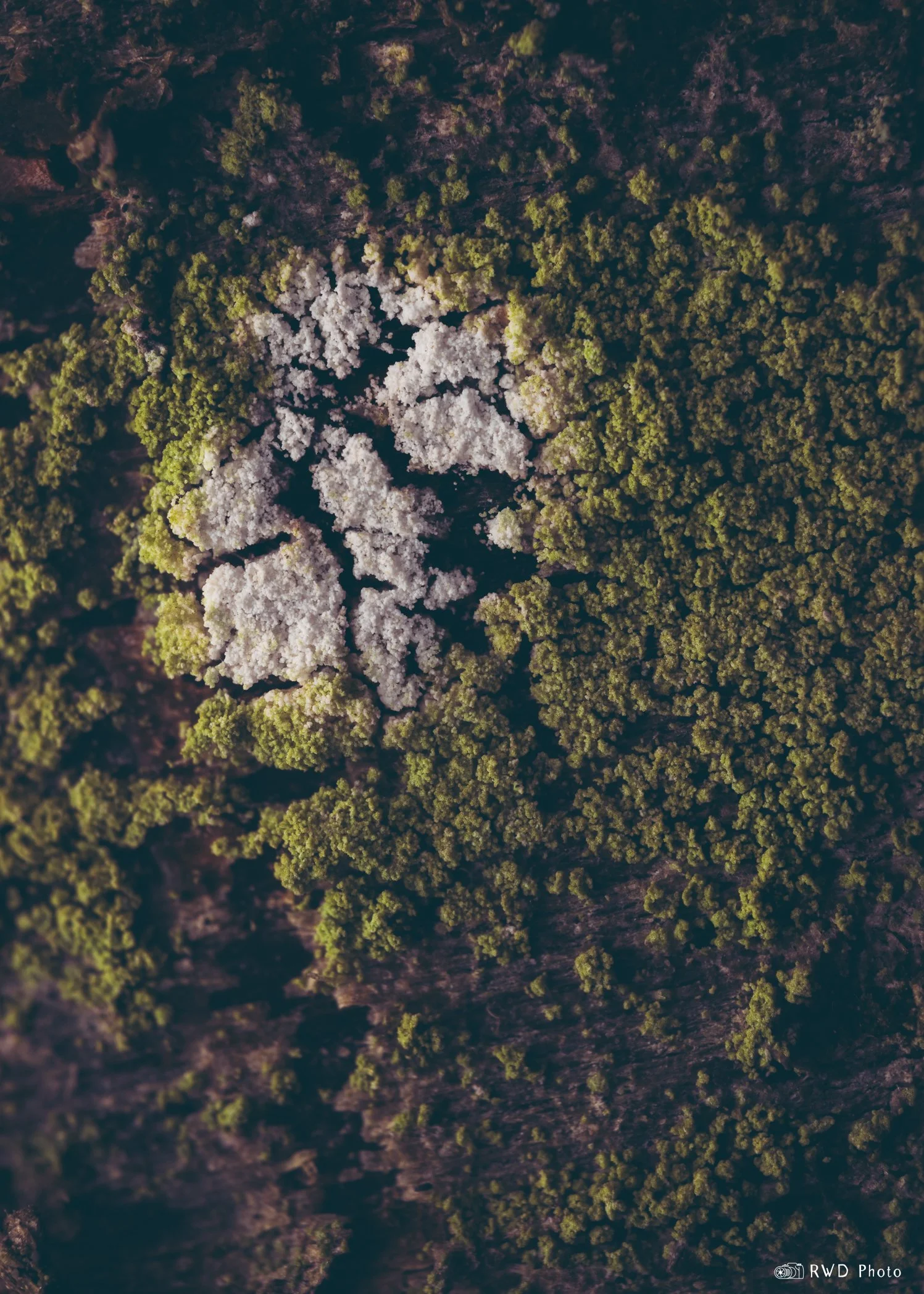 011824_Lichen-1.jpg
