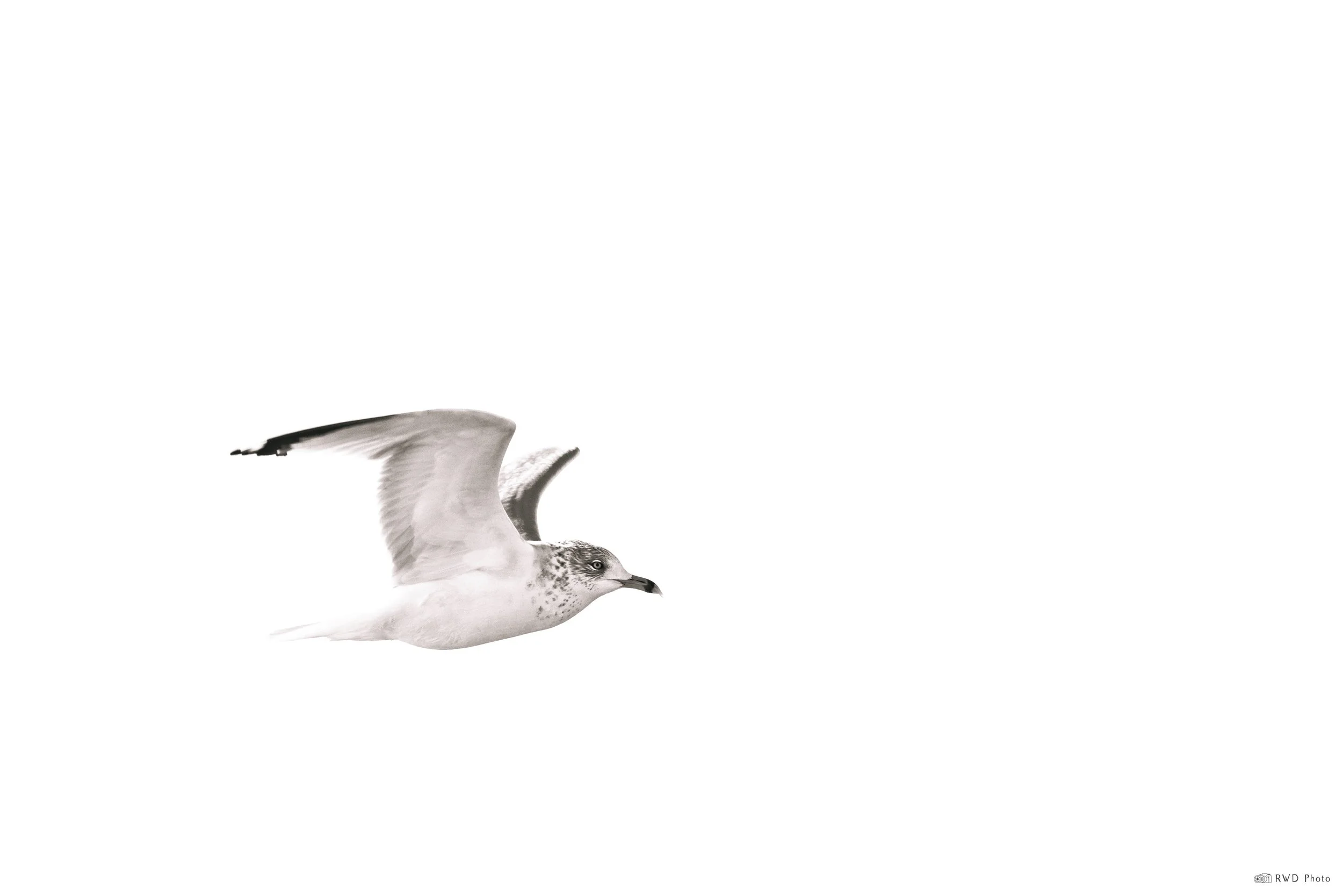 013126-Seagull.jpg