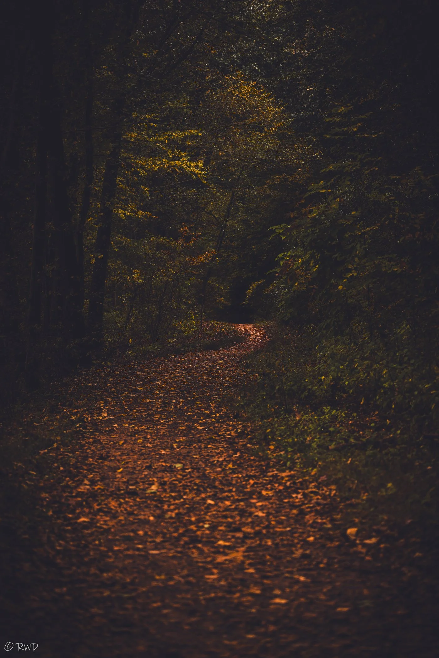 101523_MoodyFallLandscape-2.jpg