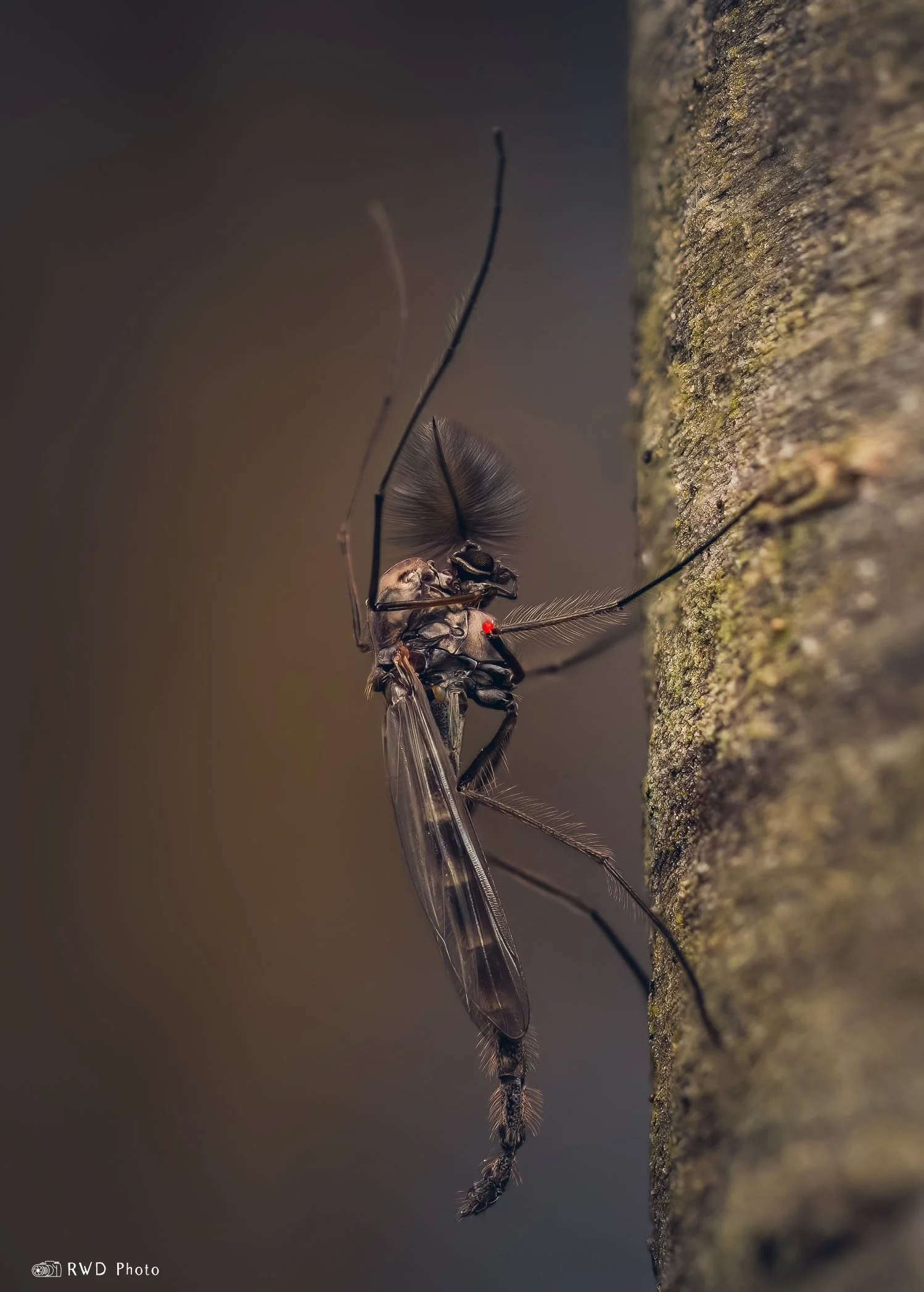 040724_ChironomidaeMidge-1.jpg
