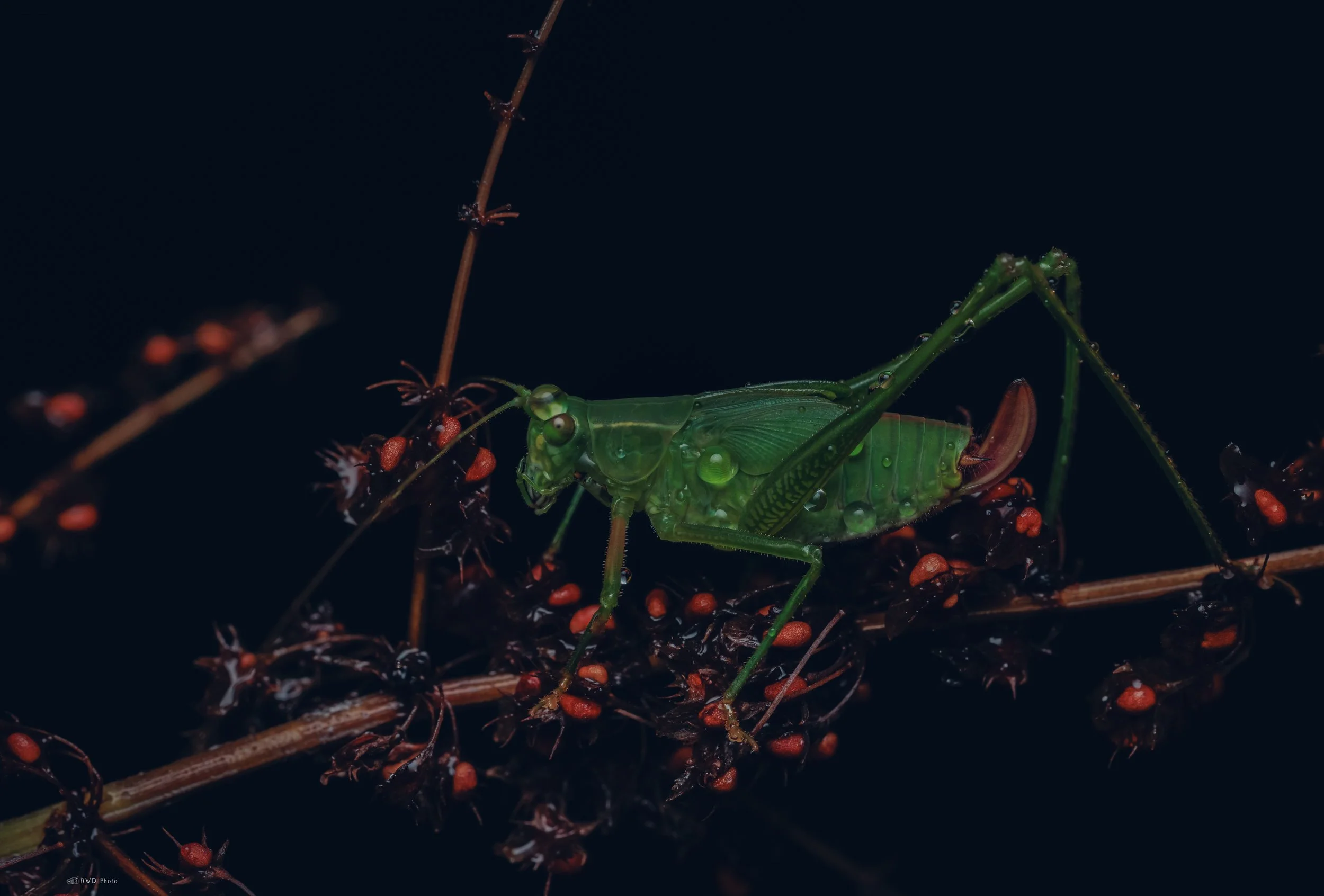 073026-Katydid-1.jpg