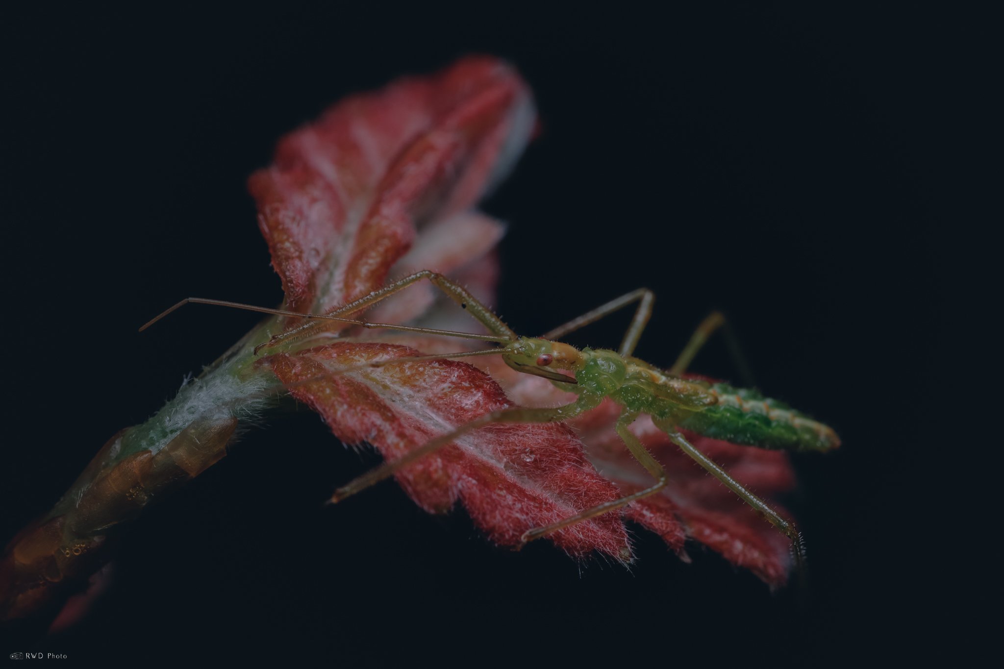 042725-GreenAssassinBug-2.jpg