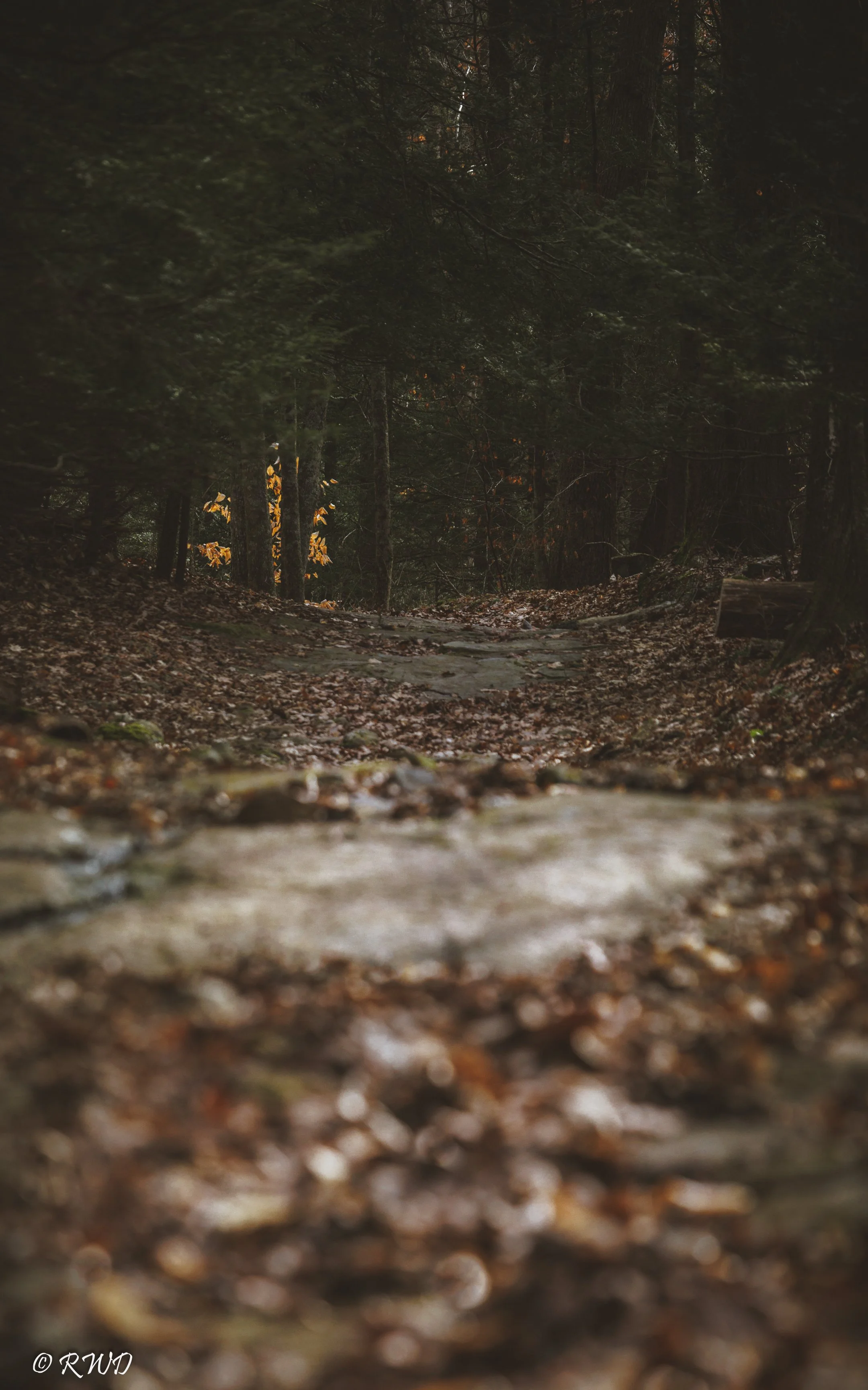 022023_TrailtoTree.jpg