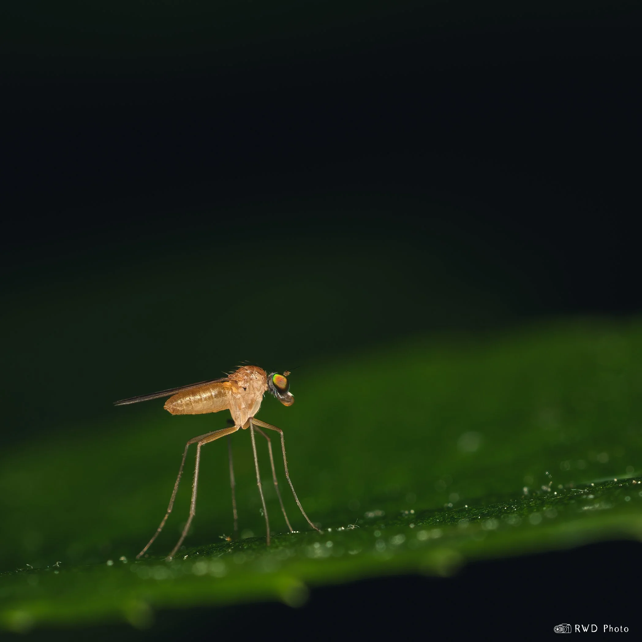 061424_LongLeggedFly-1.jpg