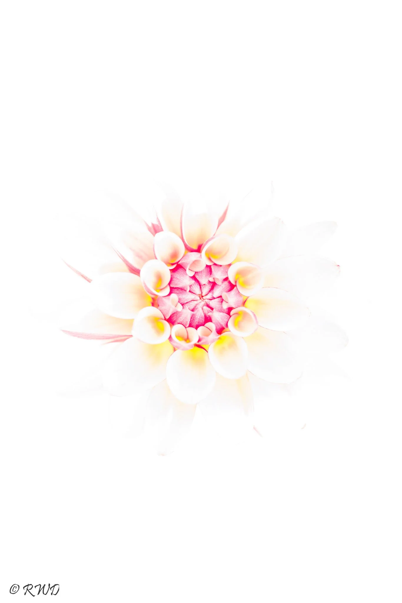 103122_ArtisticDahlia.jpg