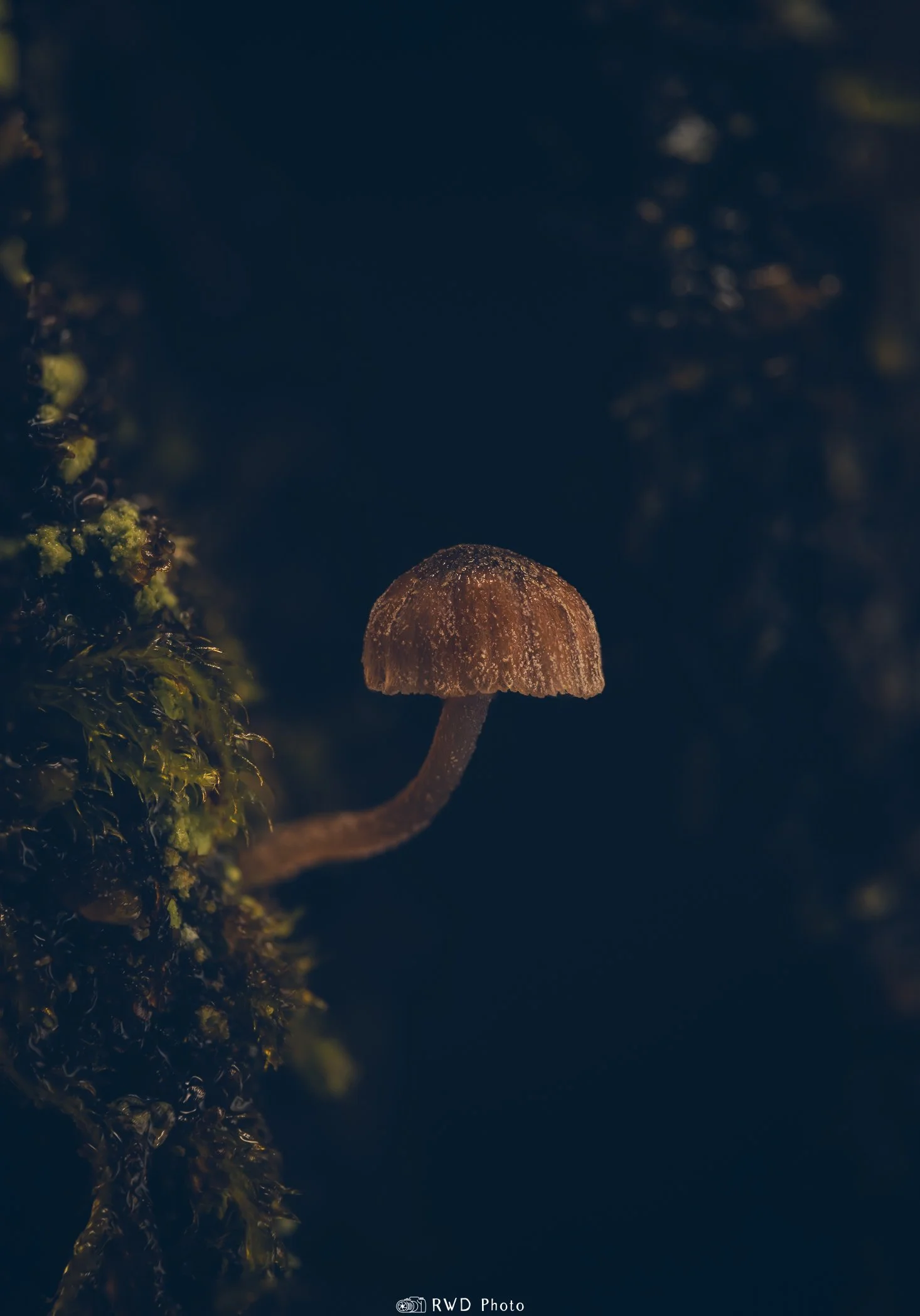 022824_TinyShroom-1.jpg