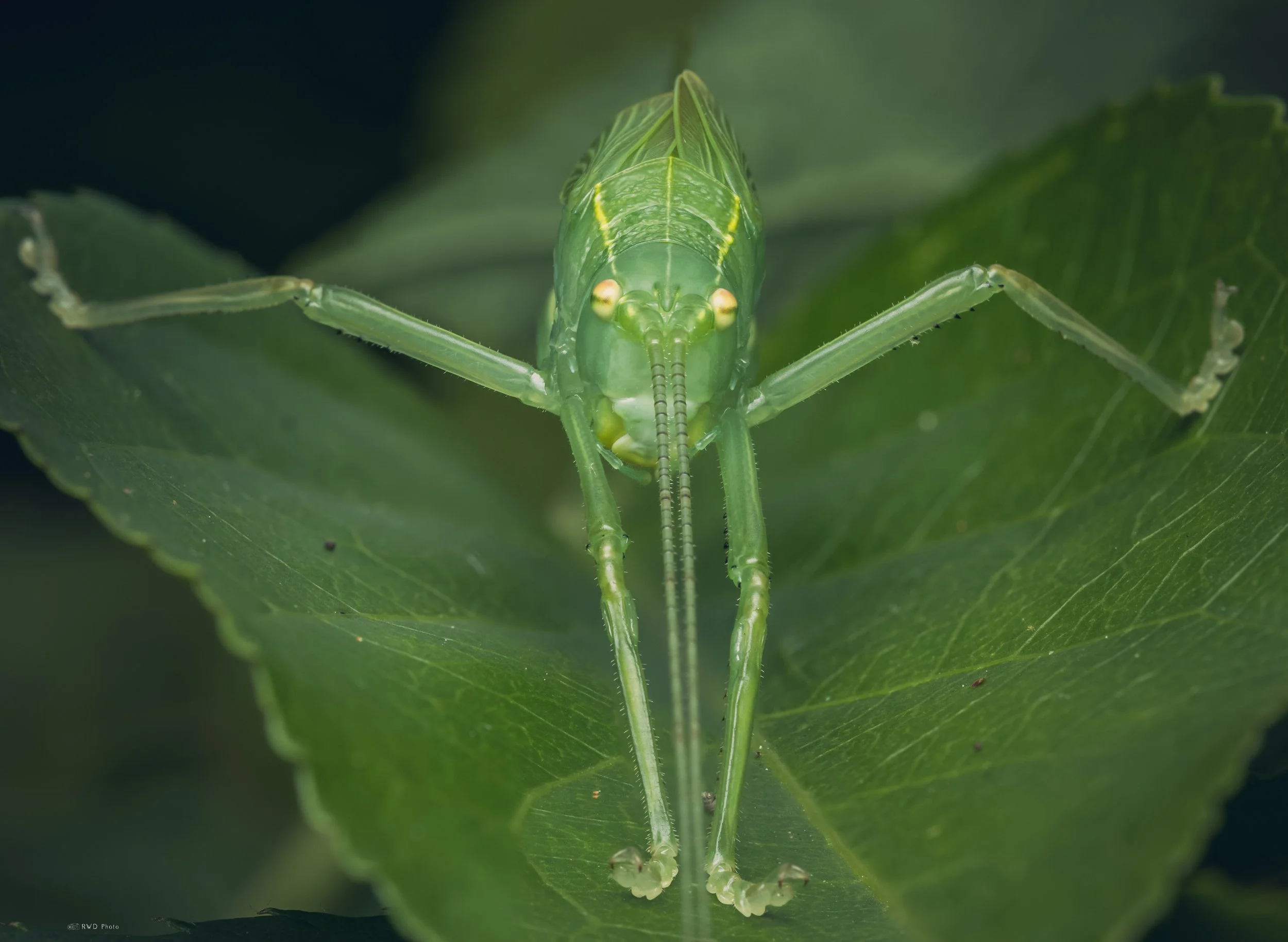 071026-Katydid-1.jpg