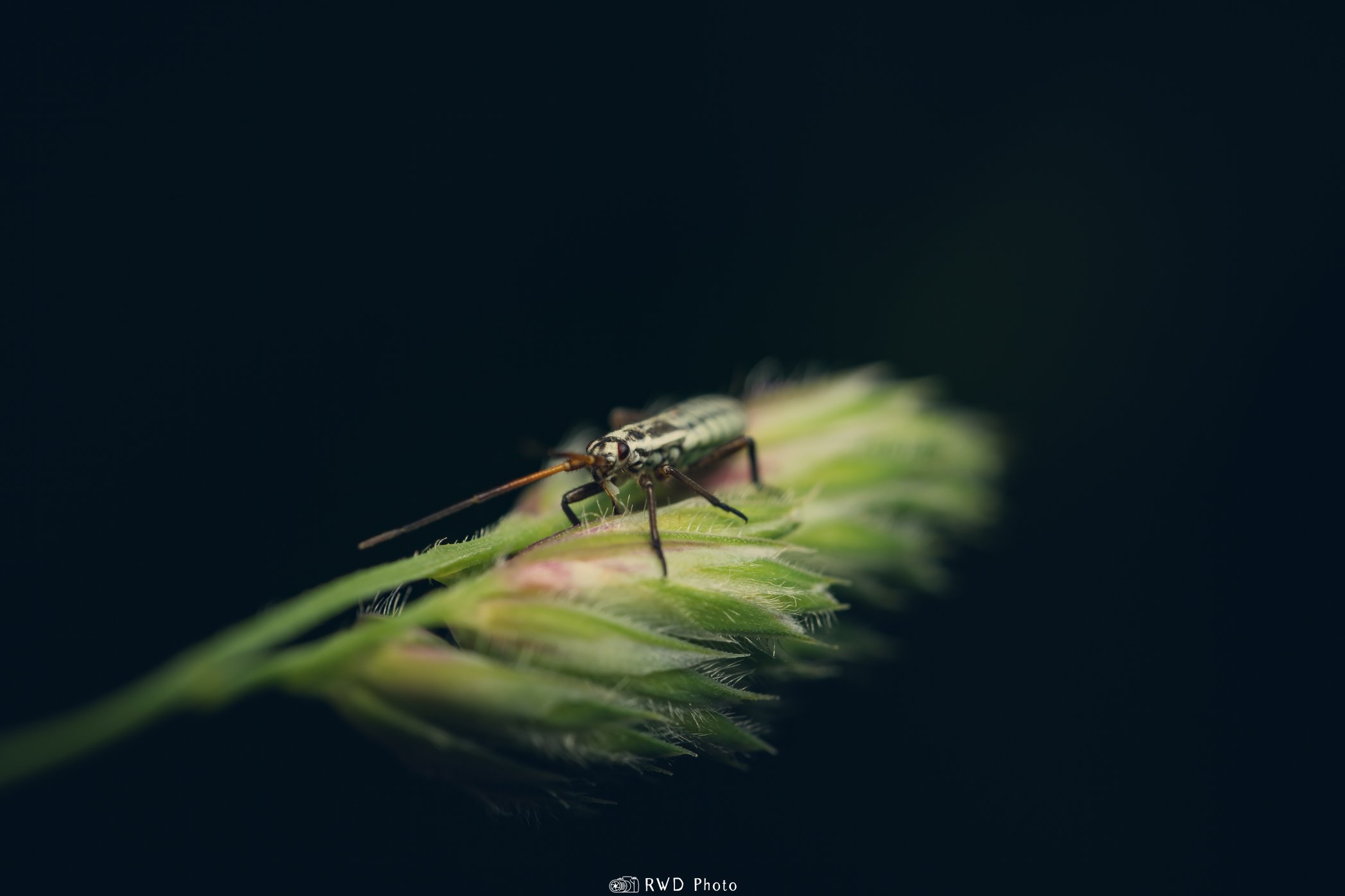 051924_Bug-1.jpg