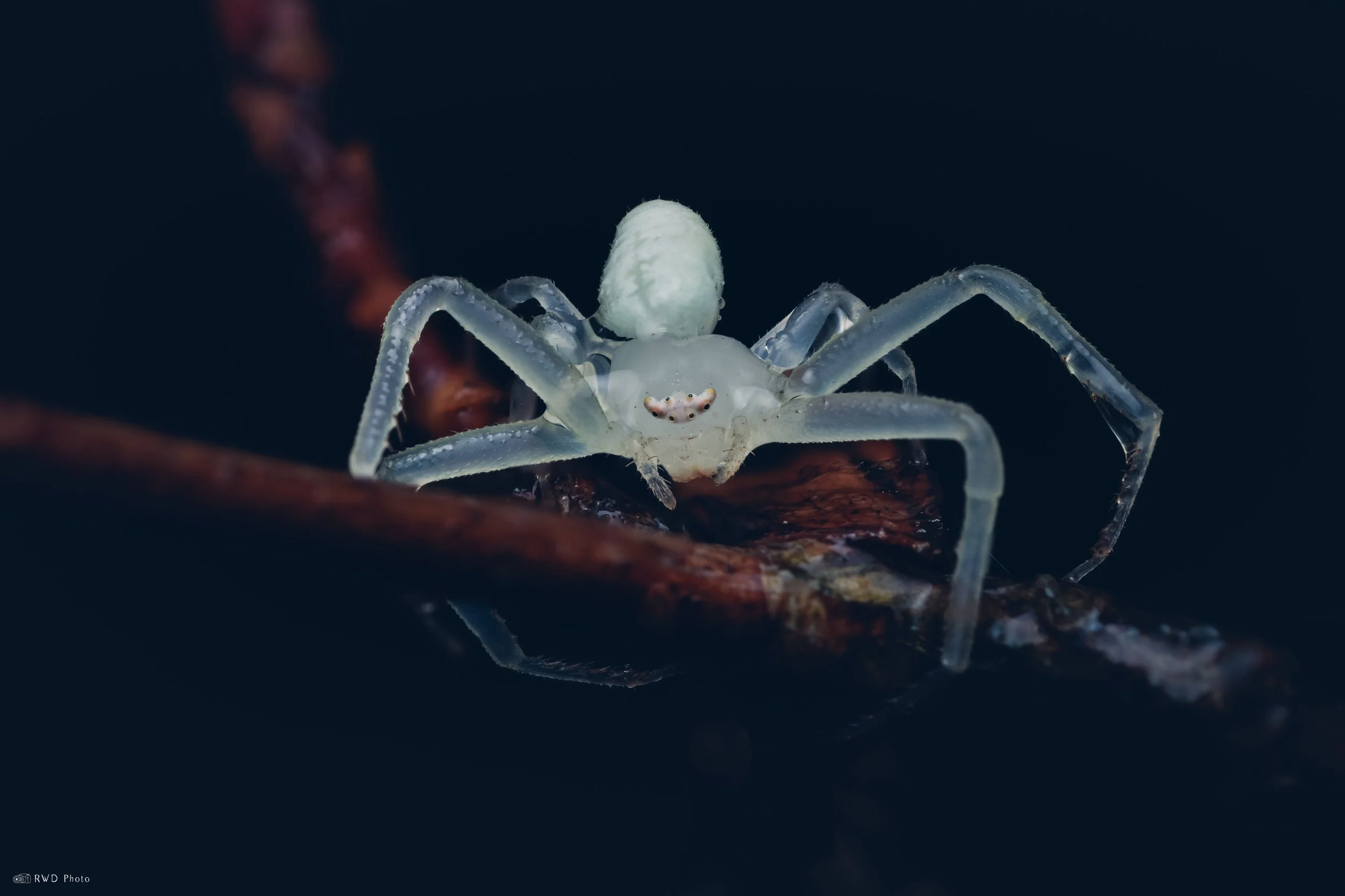 100725-CrabSpider.jpg