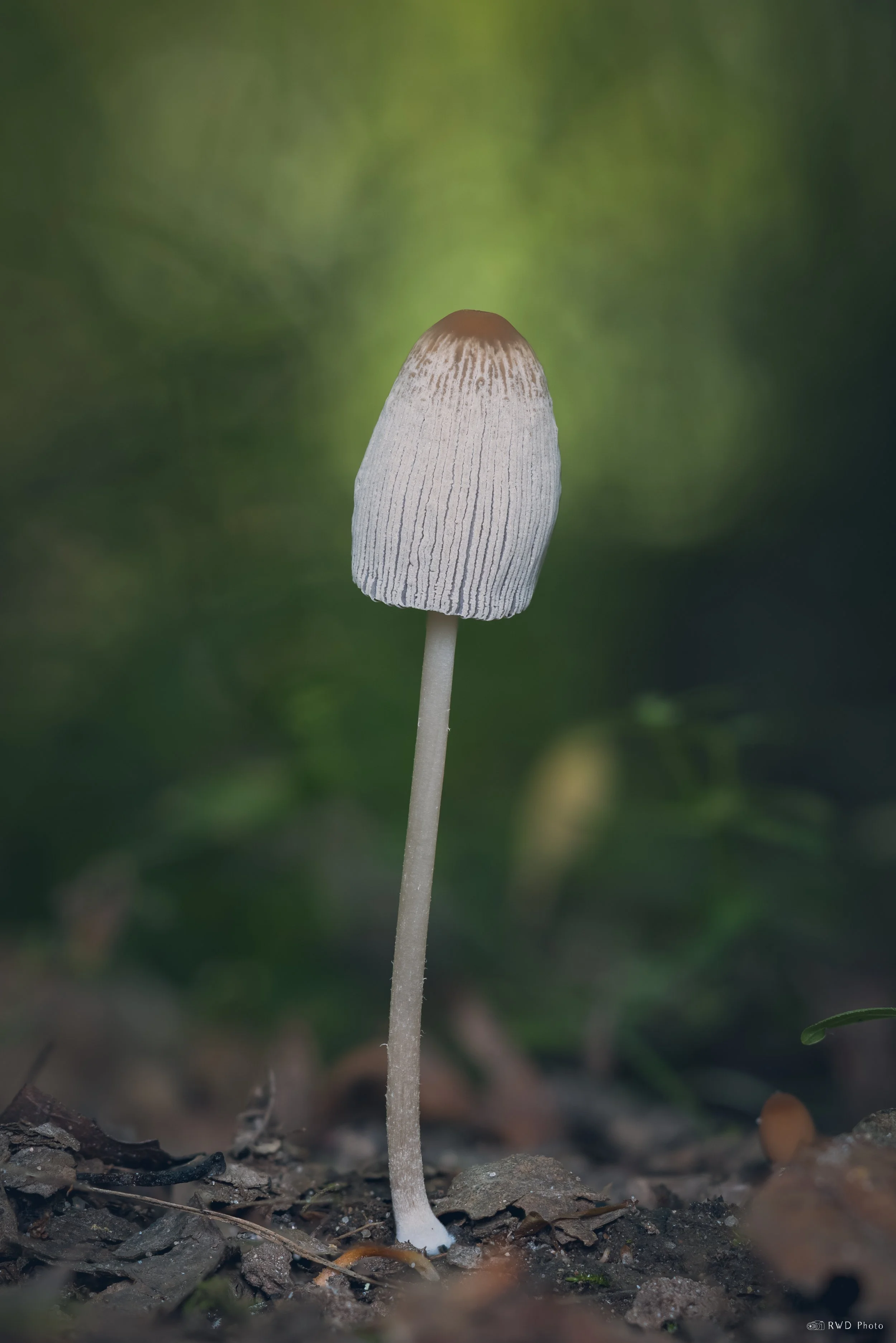 090425-Mushrooms.jpg