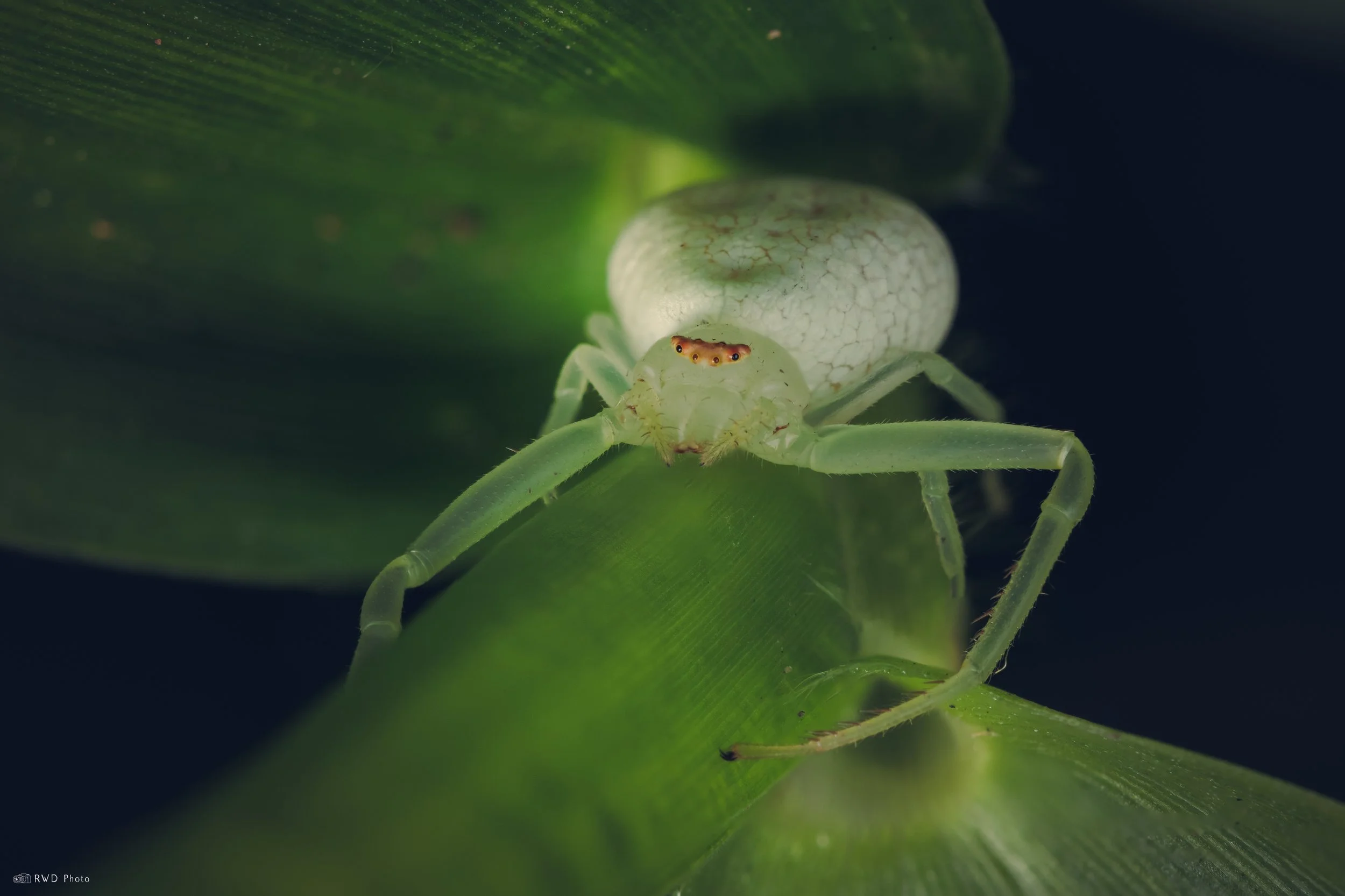 080325-CrabSpider.jpg