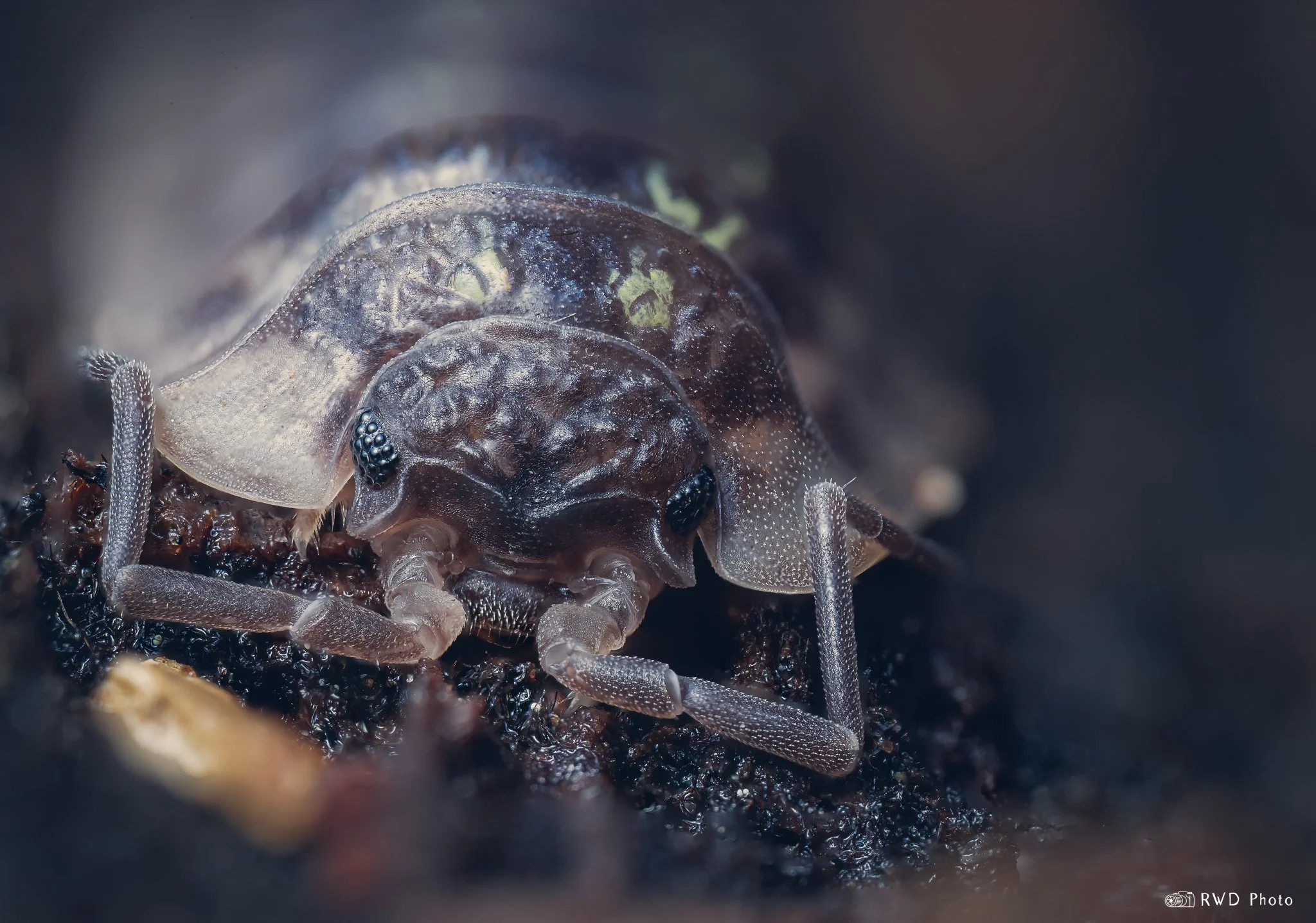 120724_Woodlouse-1.jpg