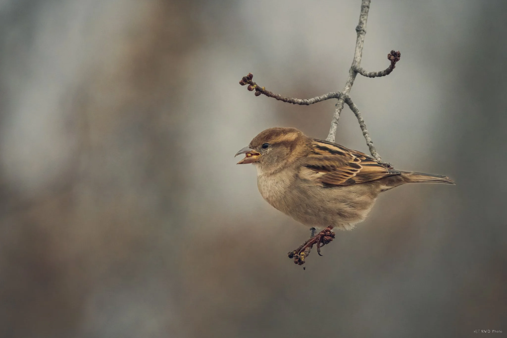 020825_HouseSparrow.jpg