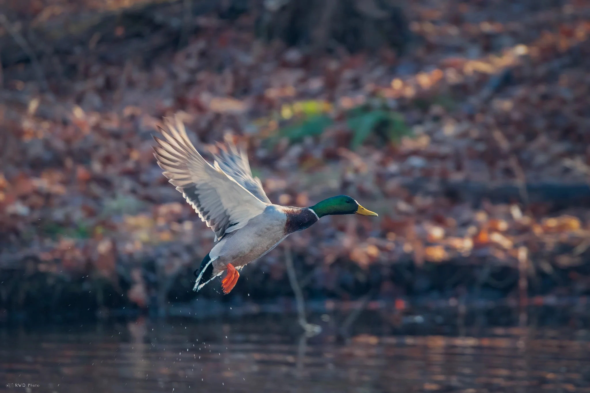 123124_Mallard.jpg