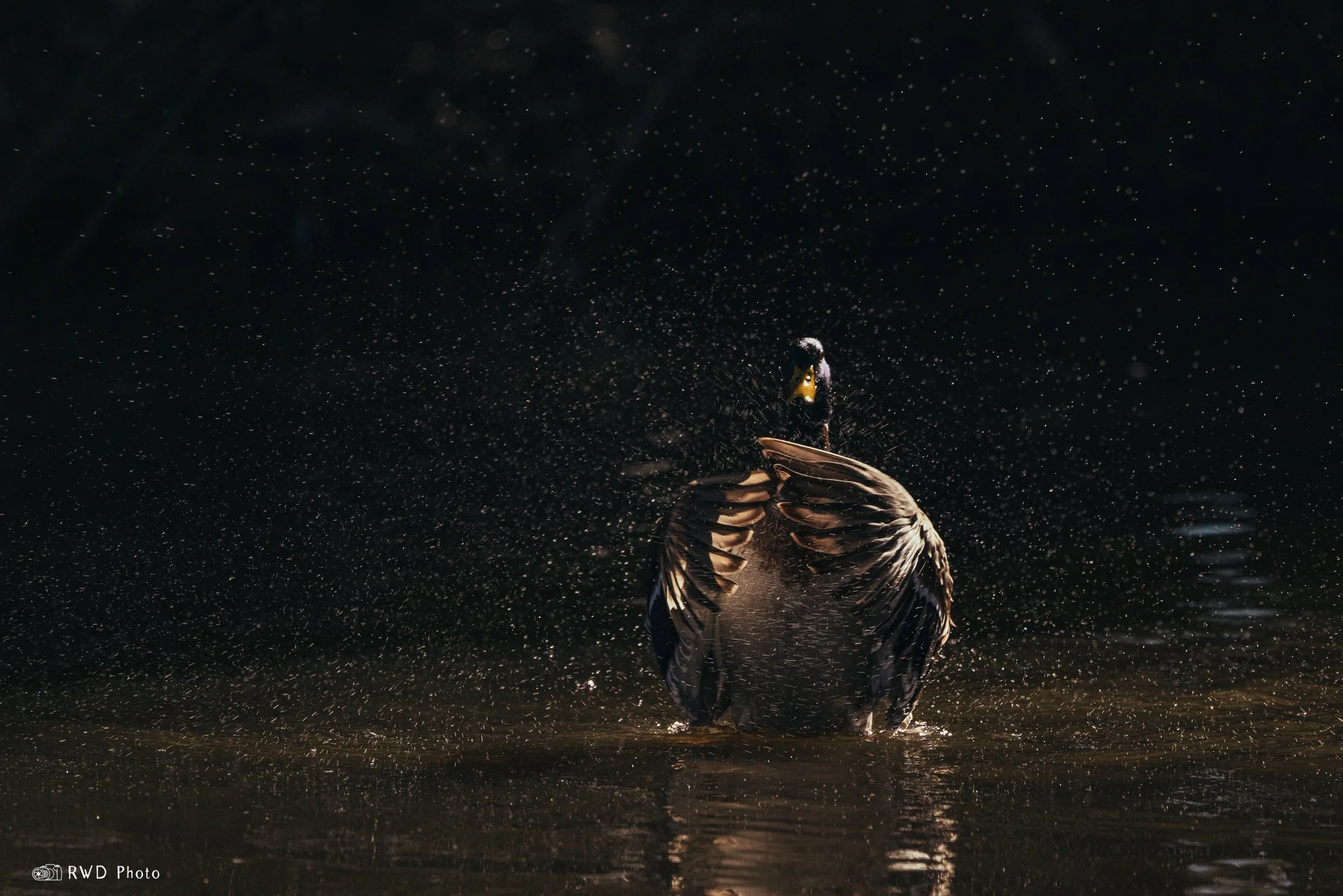 030324_Duck-1.jpg