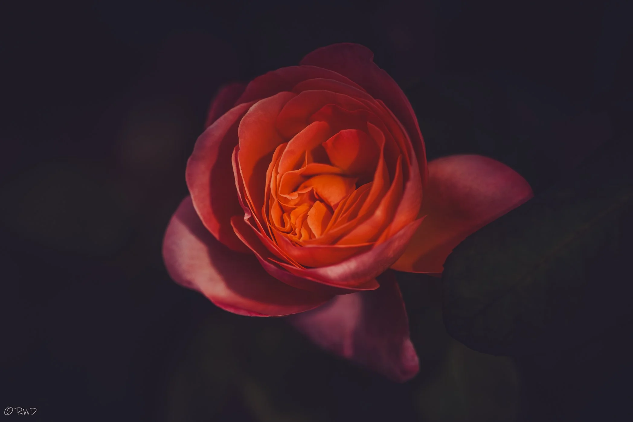 081223_Rose-1.jpg