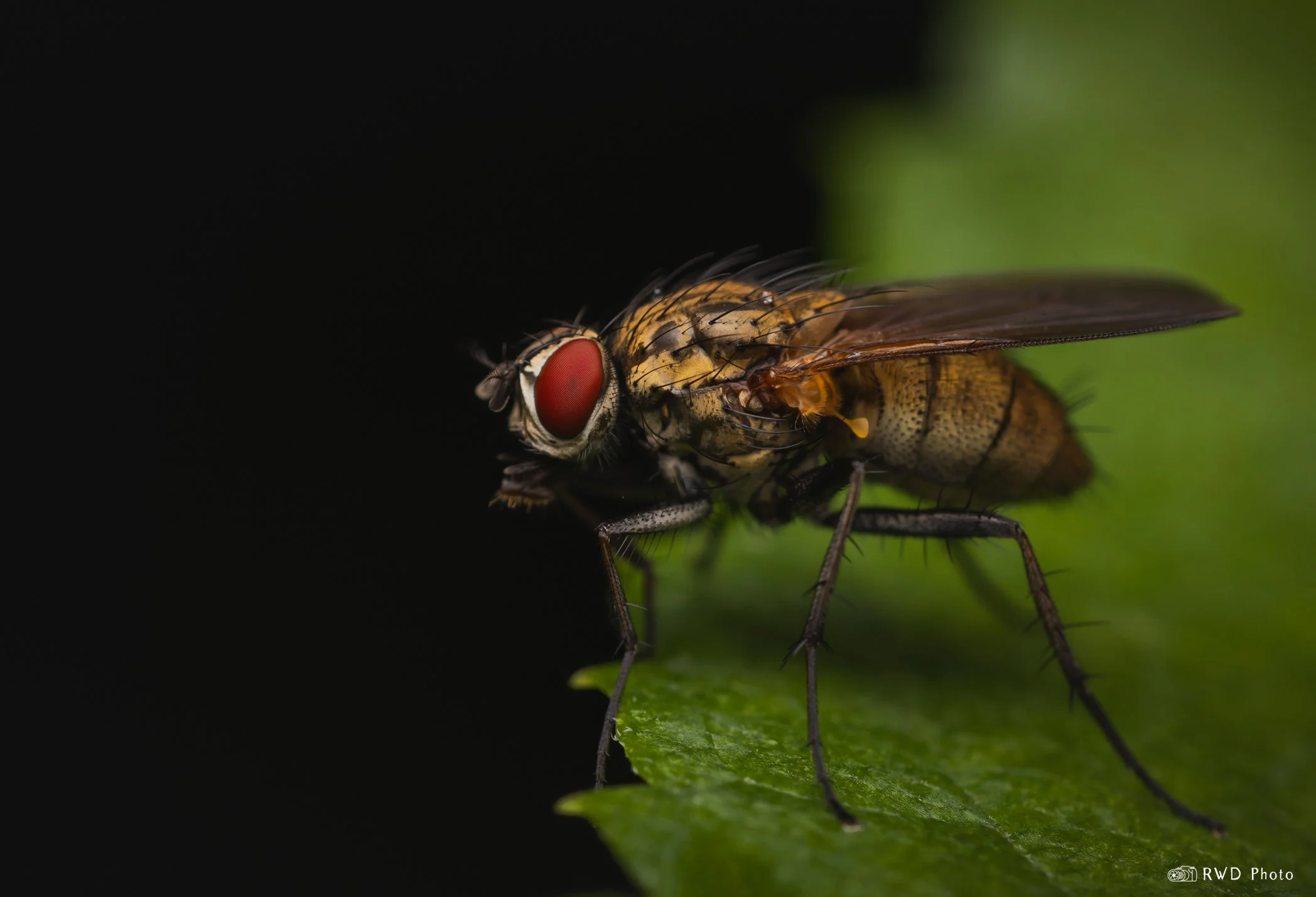 072424_Fly-1.jpg