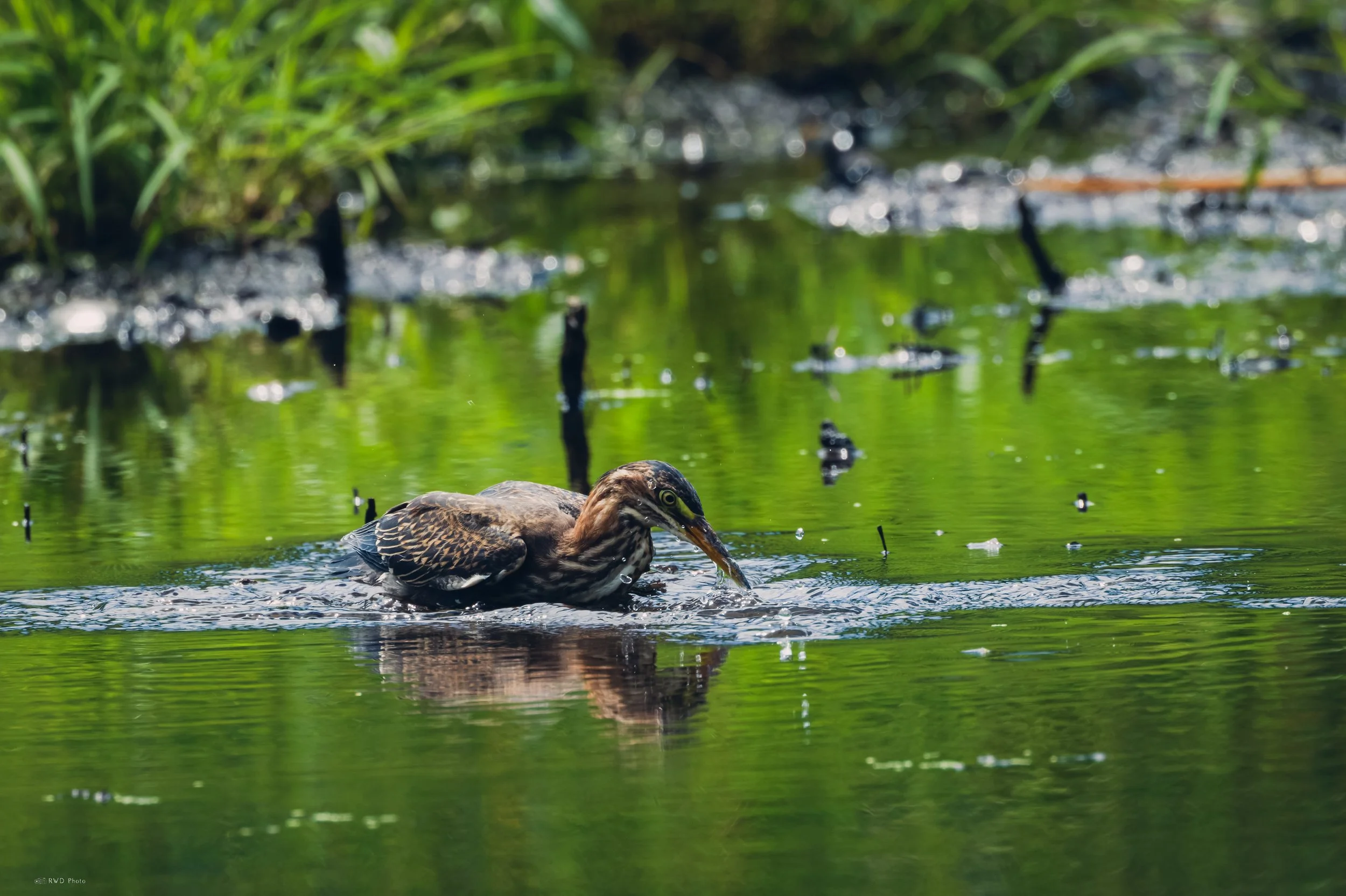 080526-GreenHeron-1.jpg