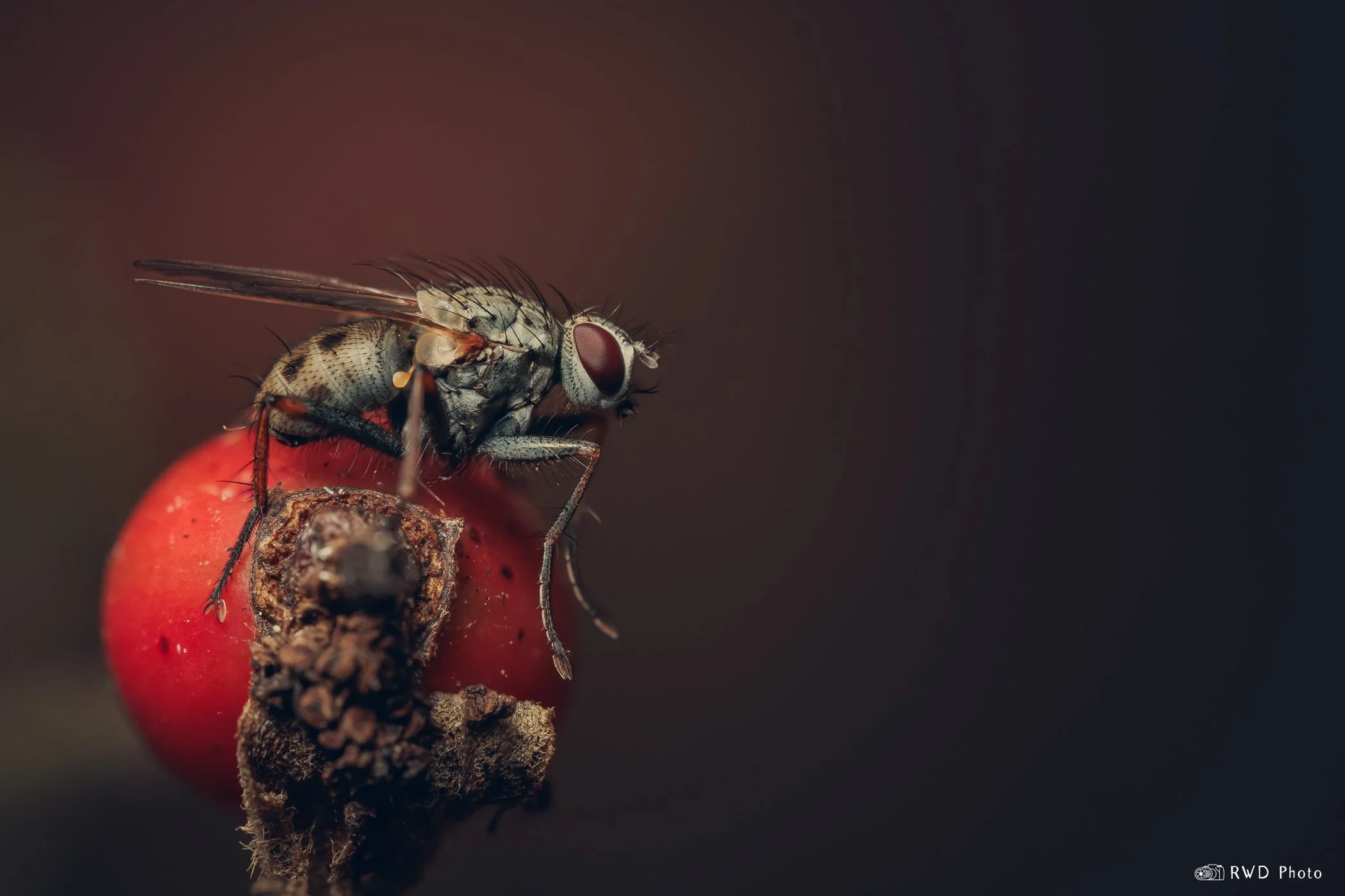 102824_Fly-1.jpg