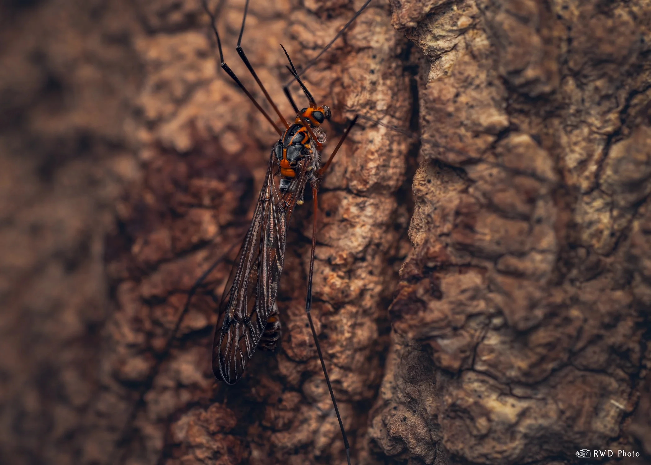 040224_CraneFly-1.jpg