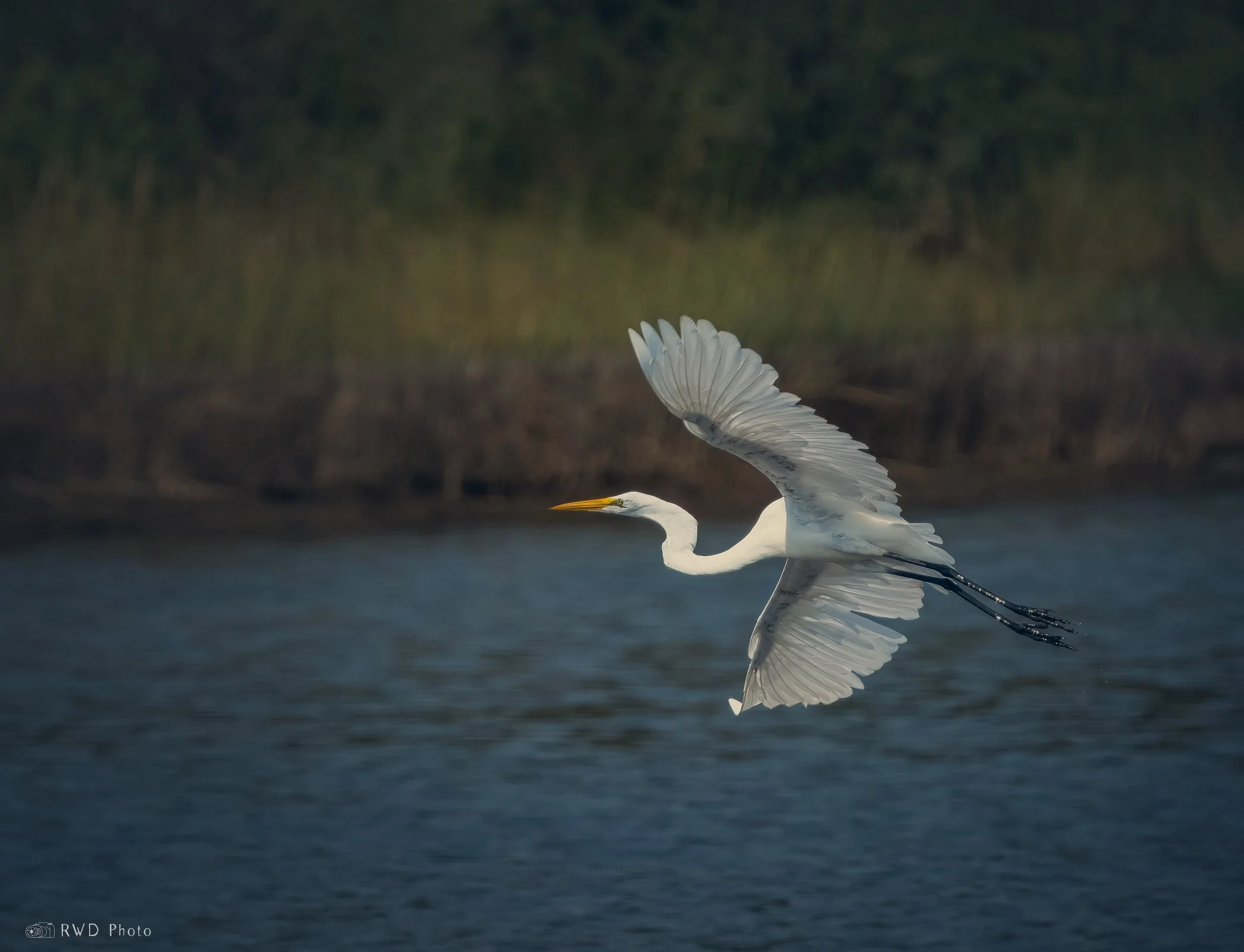 081424_EasternGreatEgret-2.jpg
