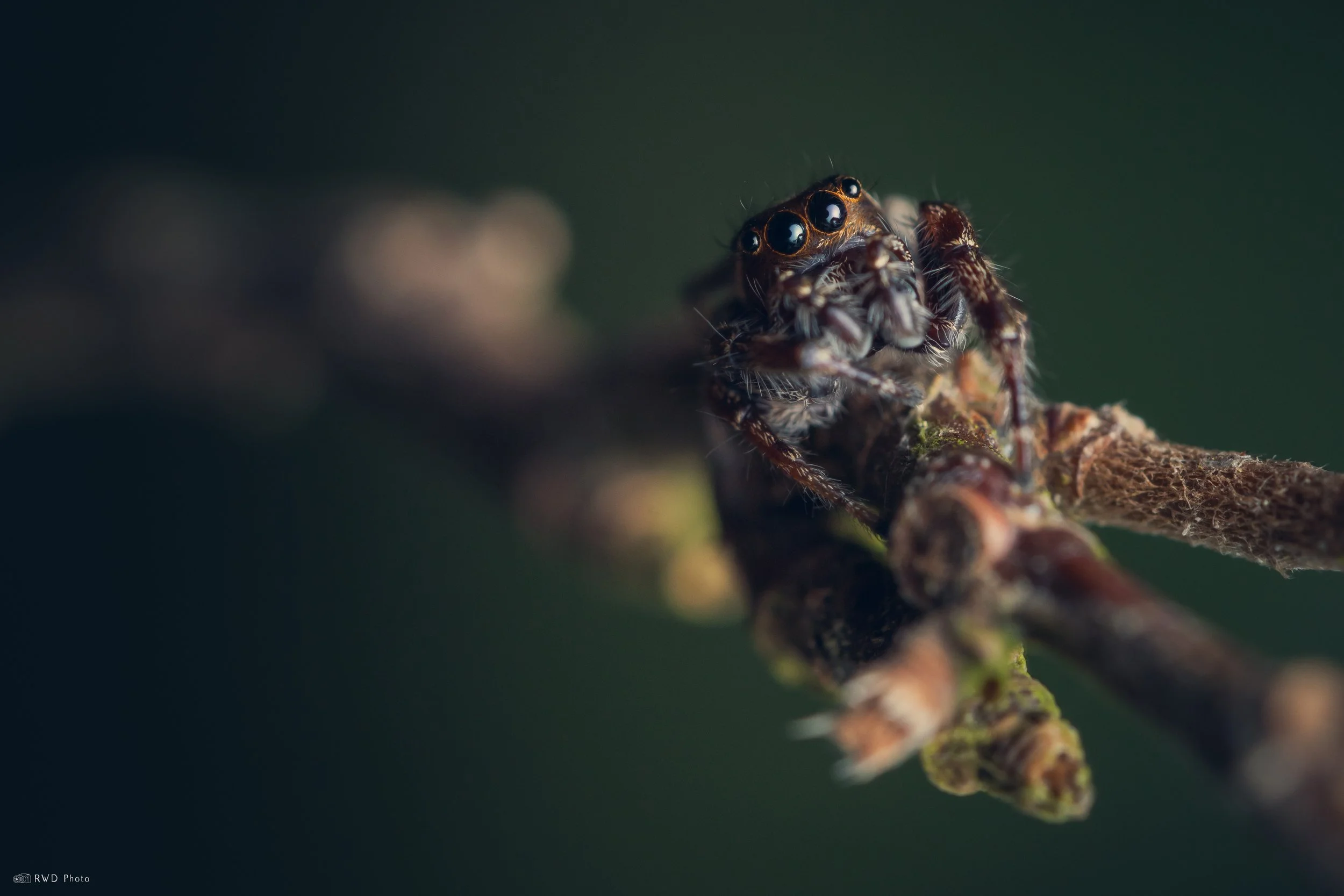 042625-JumpingSpider.jpg