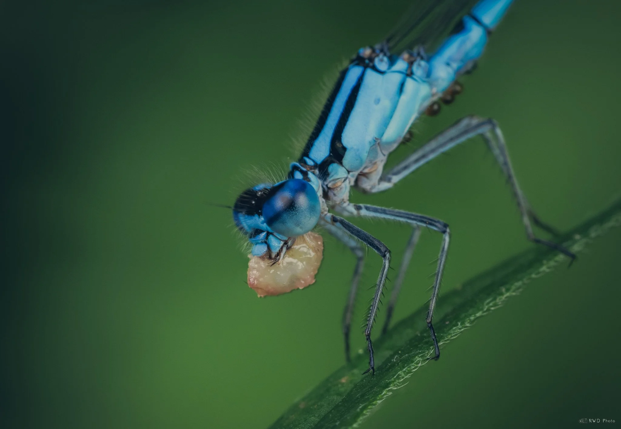 070125-Damselfly.jpg