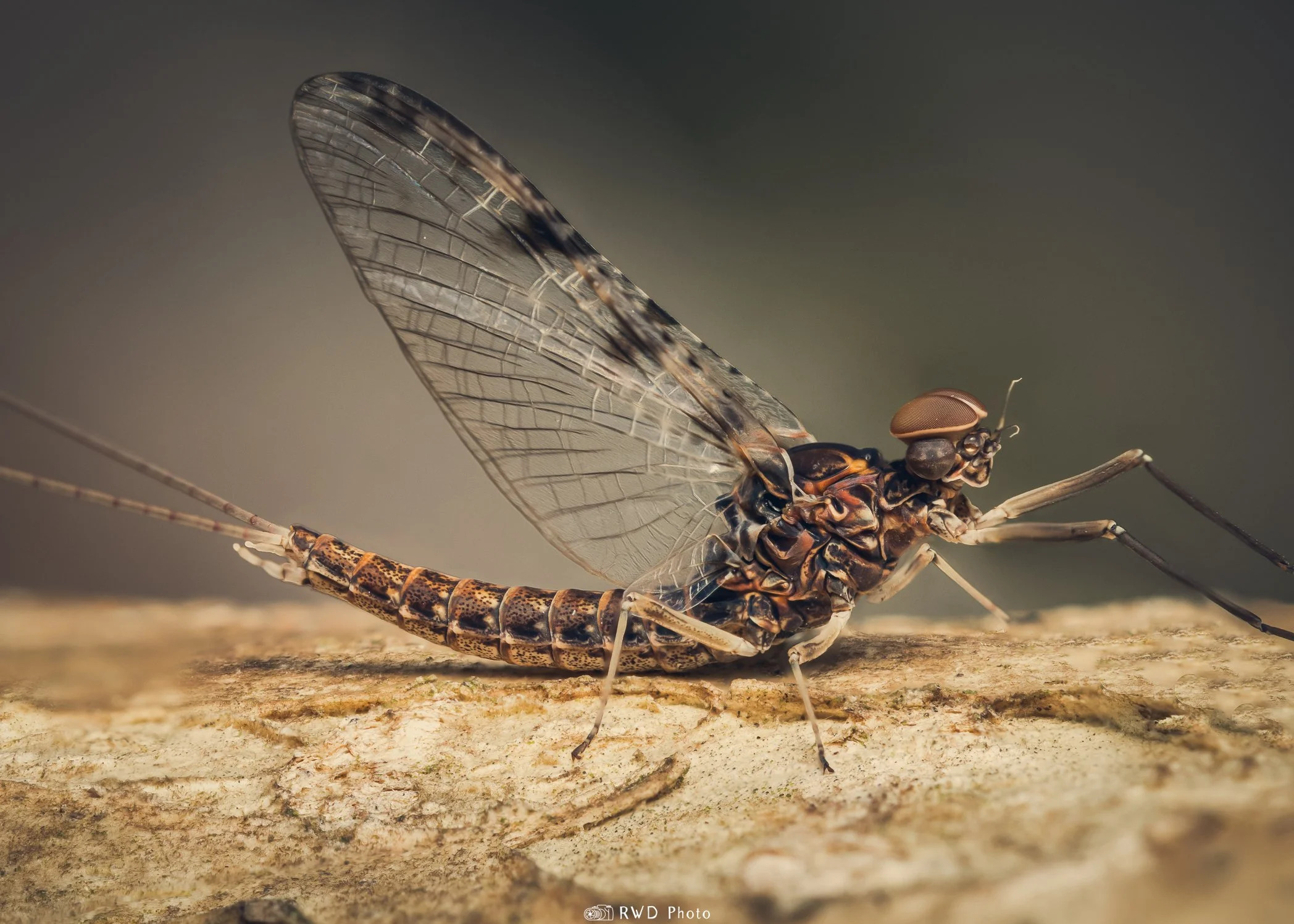 041924_Mayfly-1.jpg