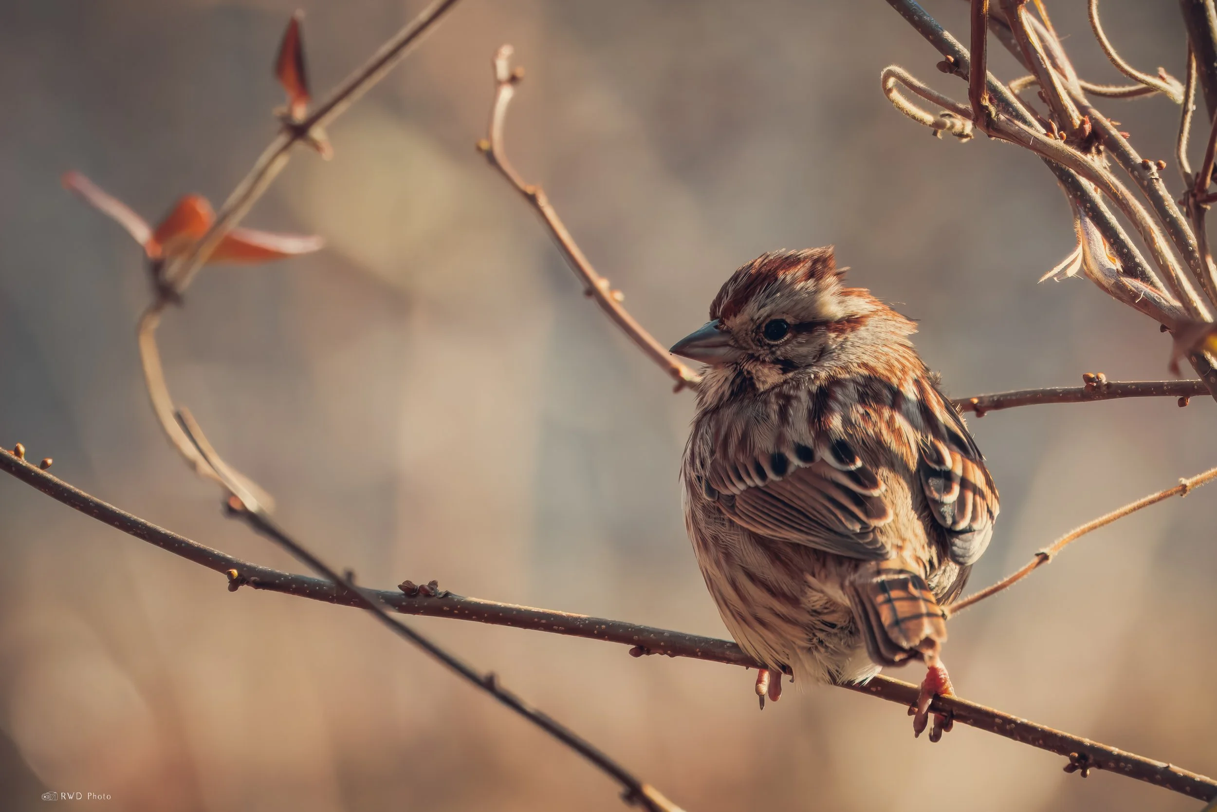 010324_Swallow.jpg
