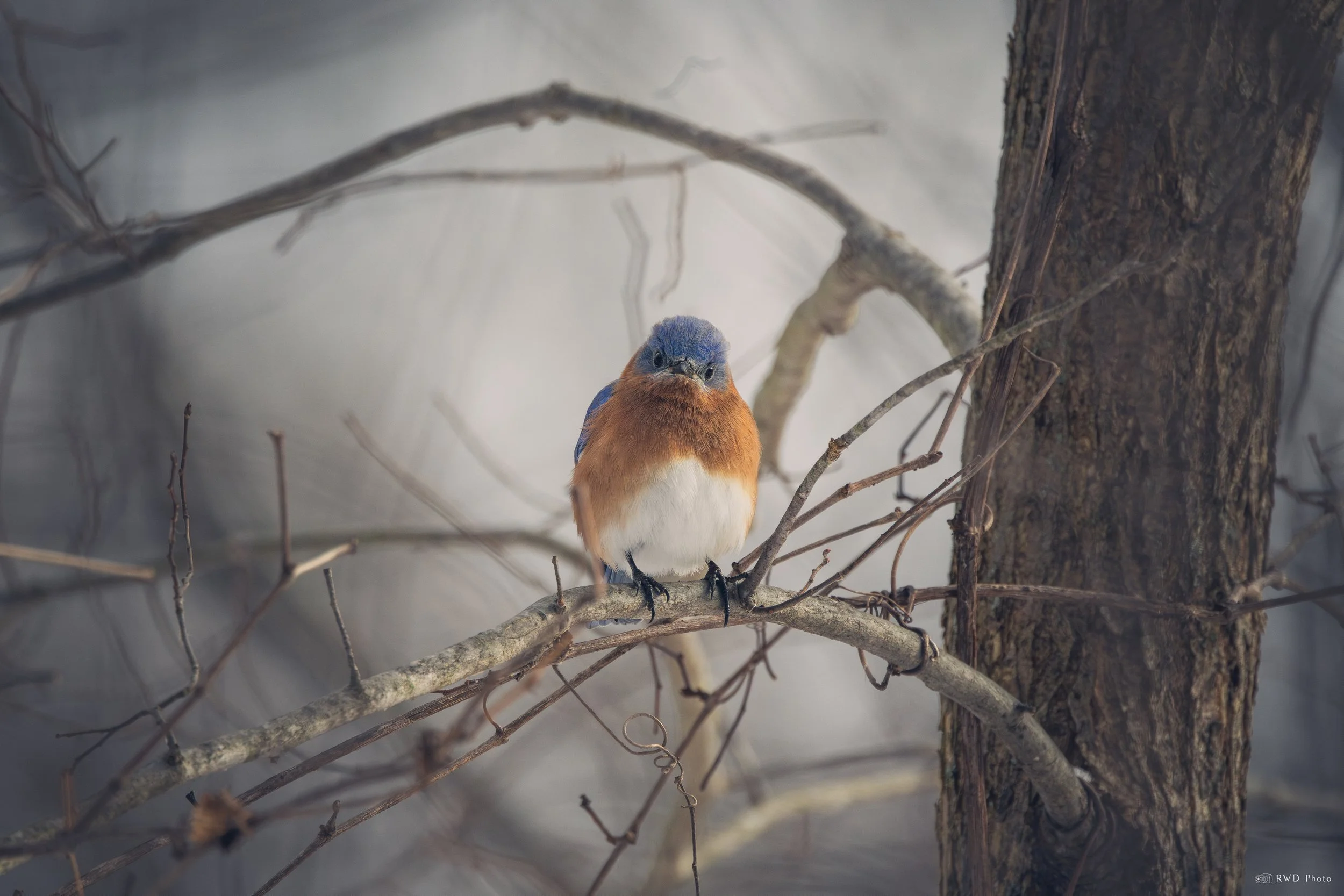 010426-EasternBluebird-1.jpg