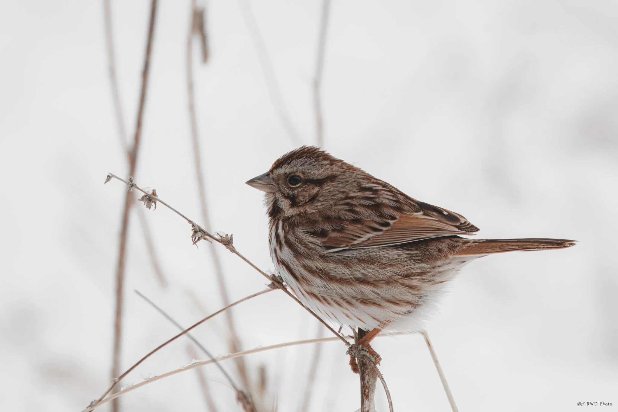 012125_Sparrow.jpg
