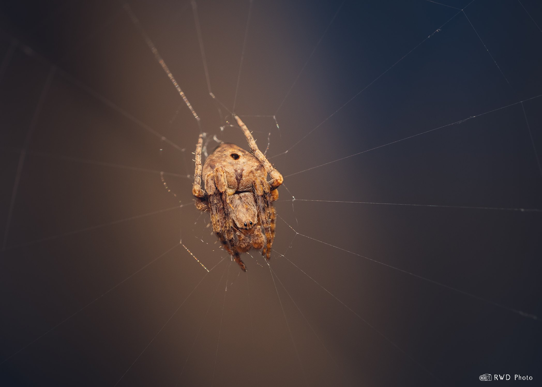 033024_BrownOrbWeaverSpider-1.jpg