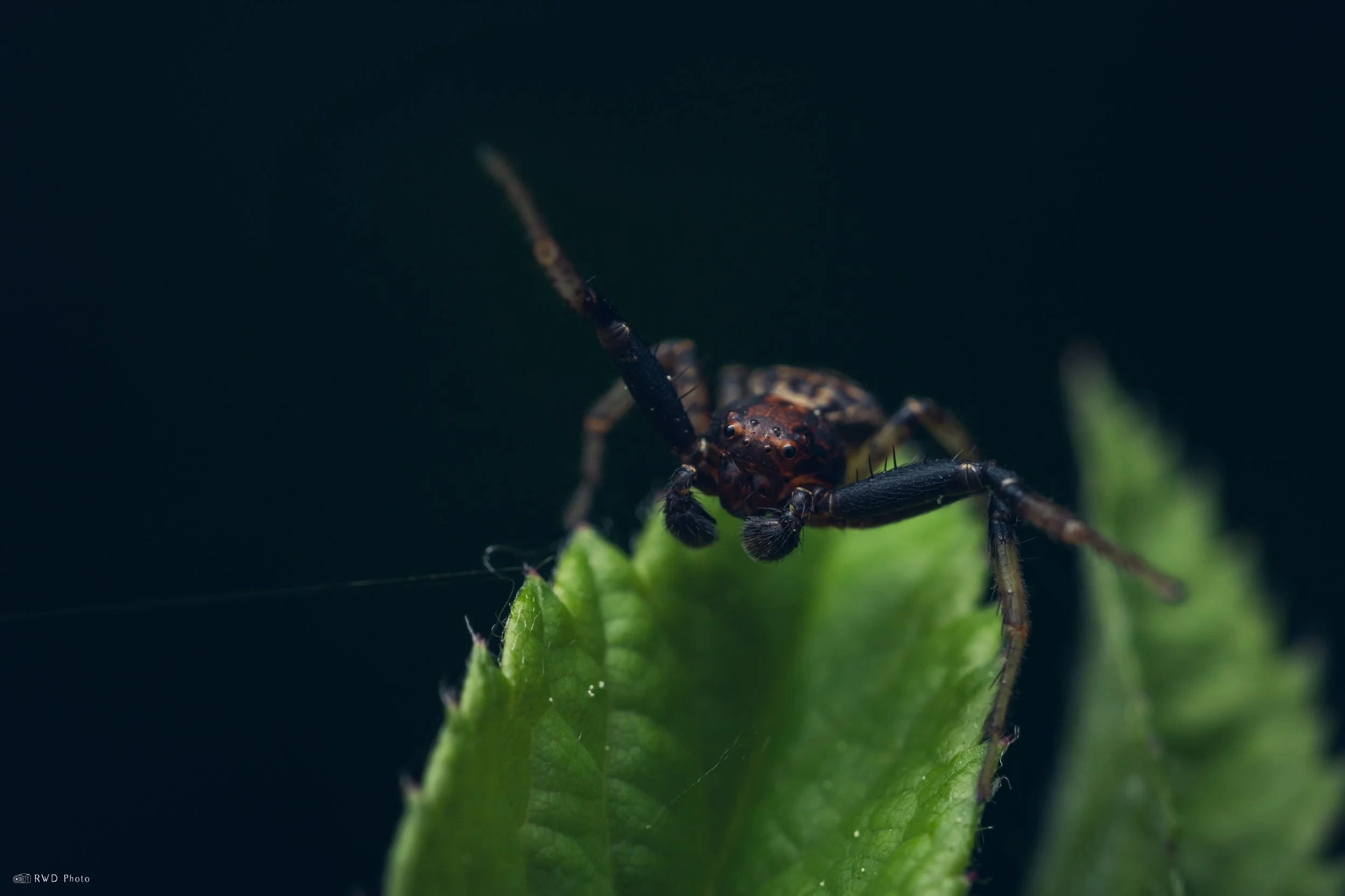 052626-CrabSpider-1.jpg