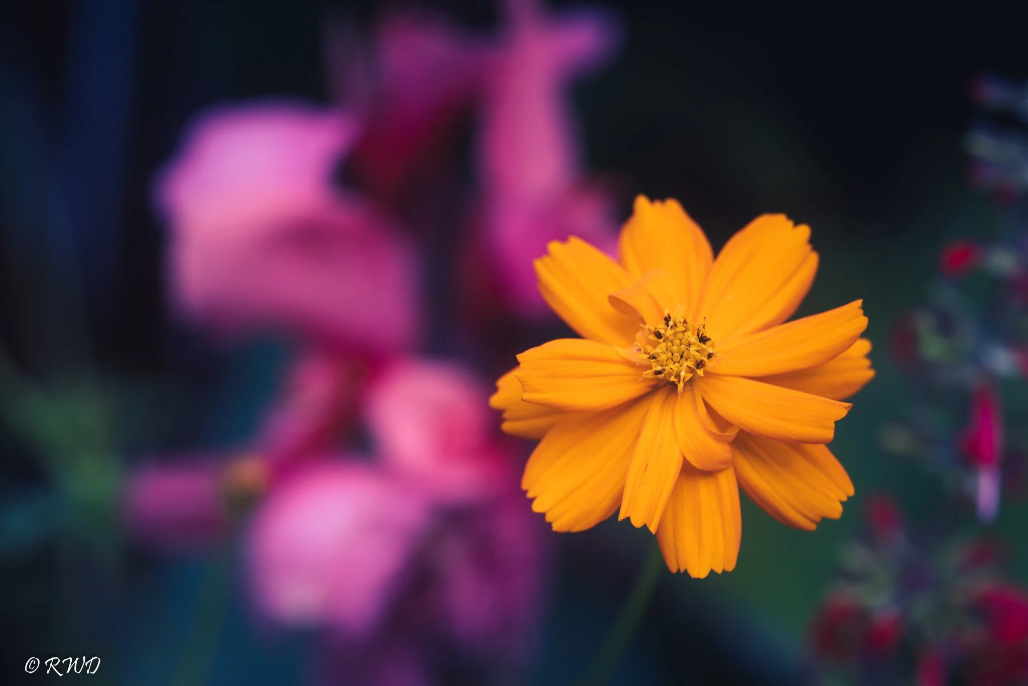 080623_OrangeCosmos.jpg
