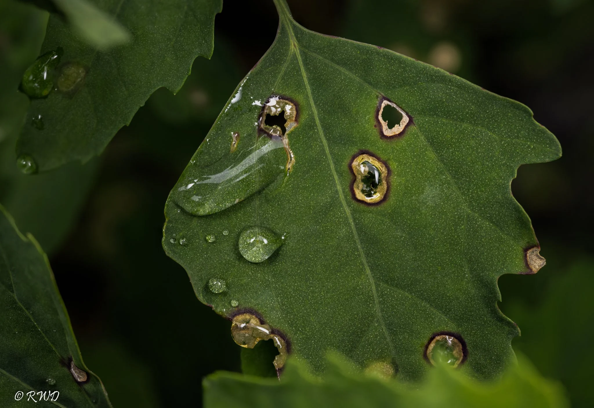071423_WetLeaf.jpg