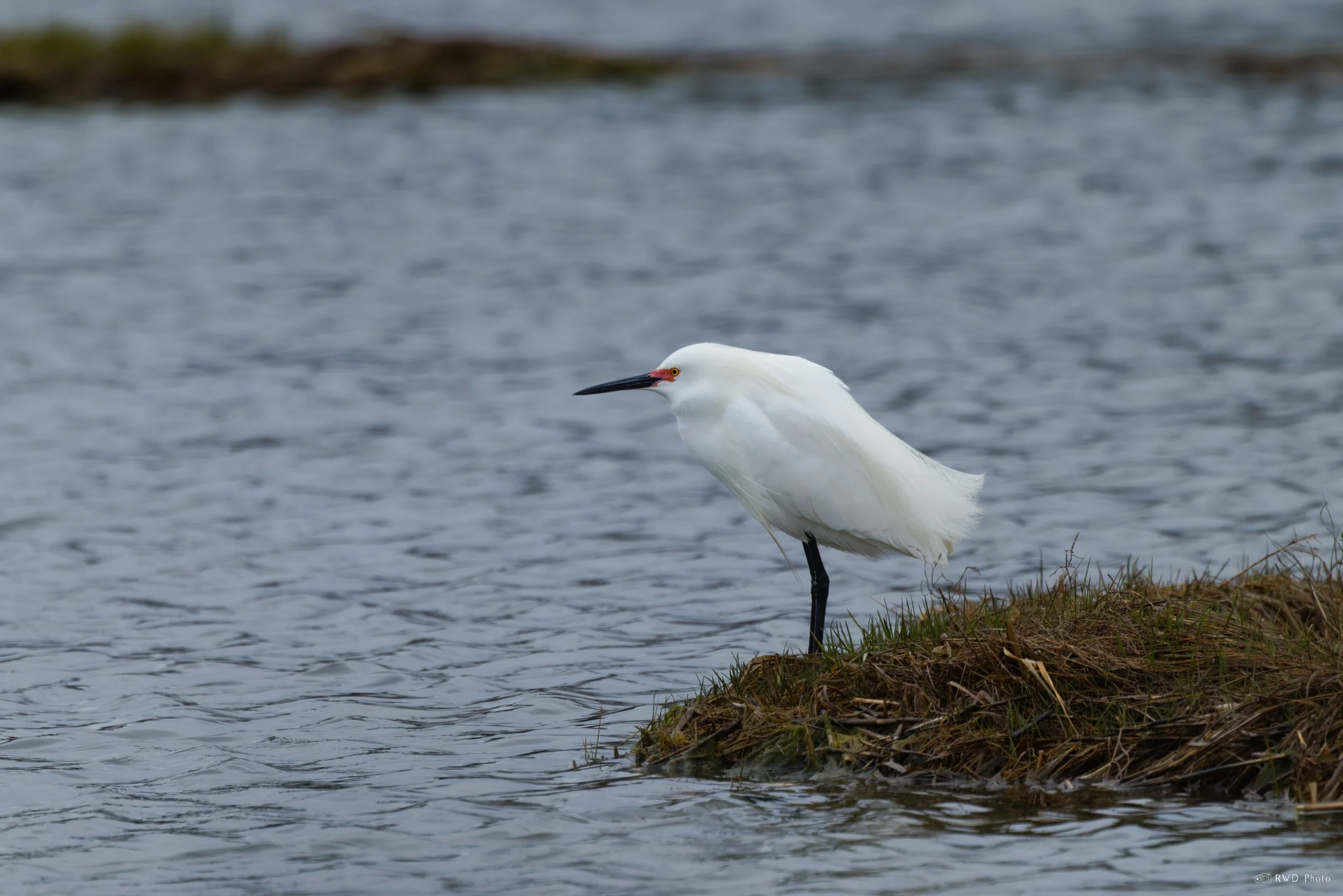 042626-SnowyEgret-1.jpg