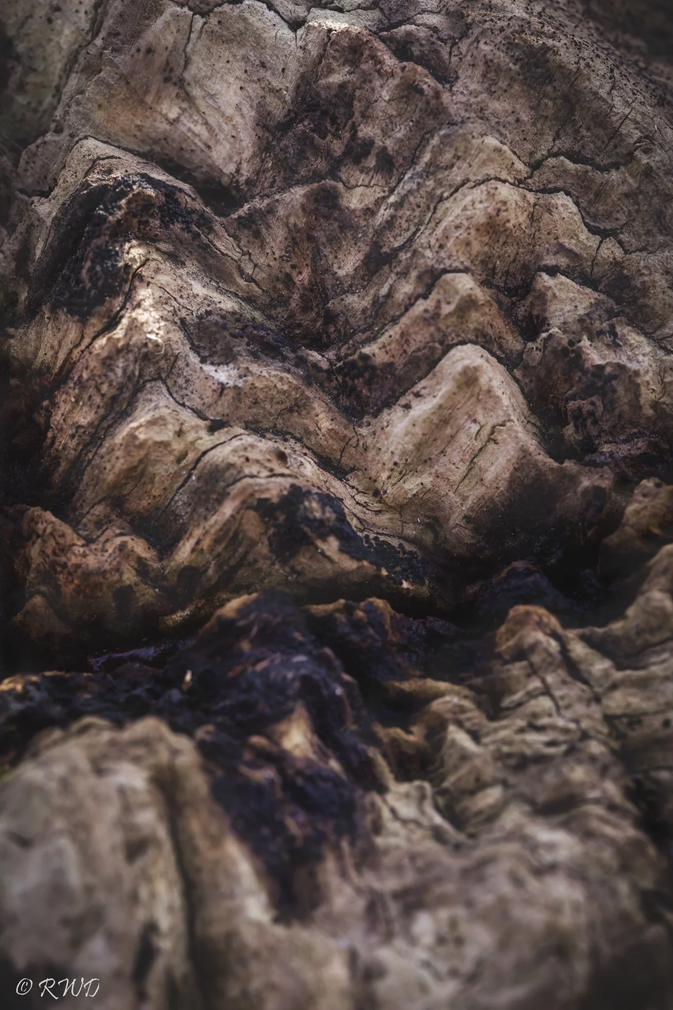 120522_TreeMountains.jpg