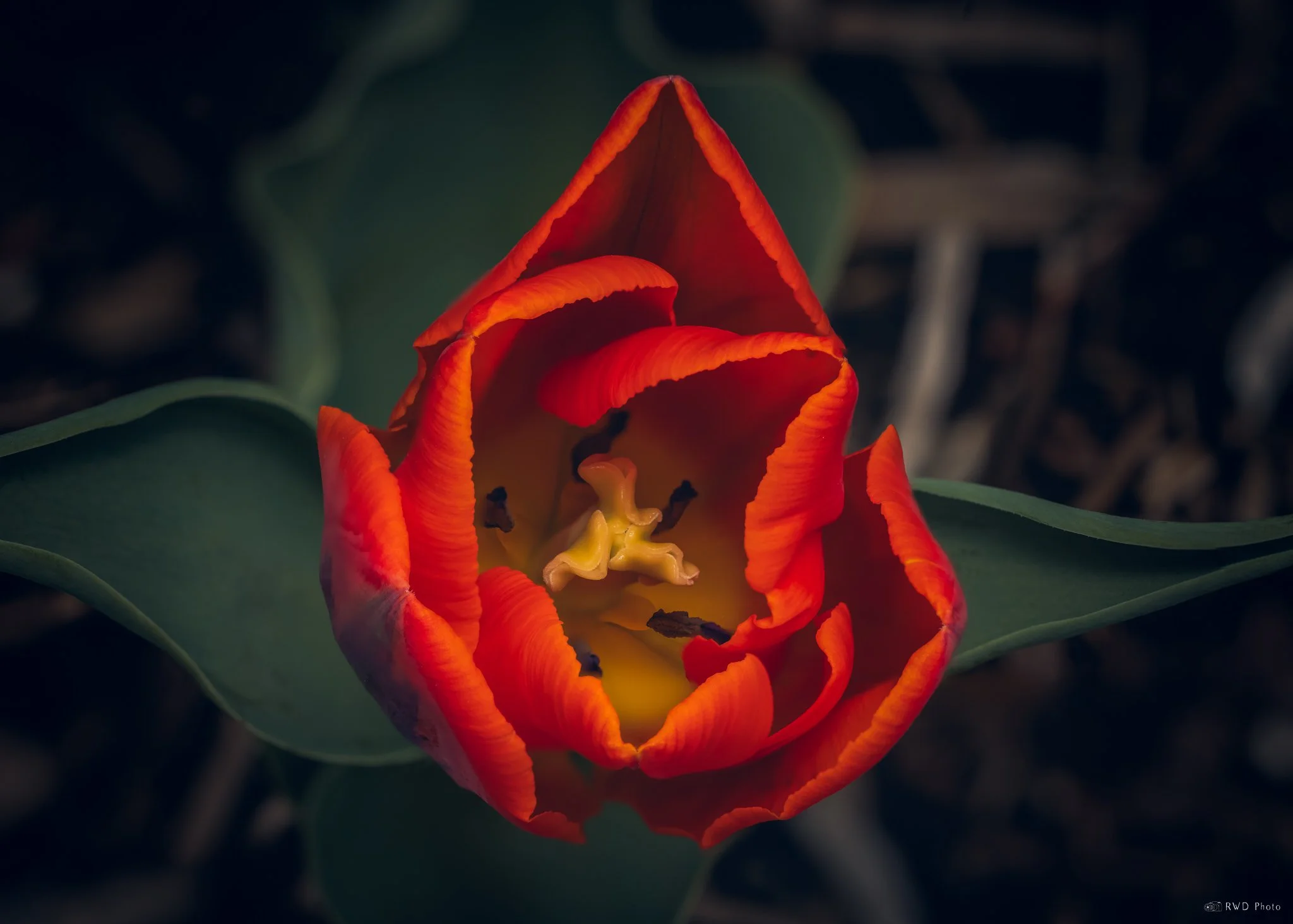 042124_Tulip-2-2.jpg