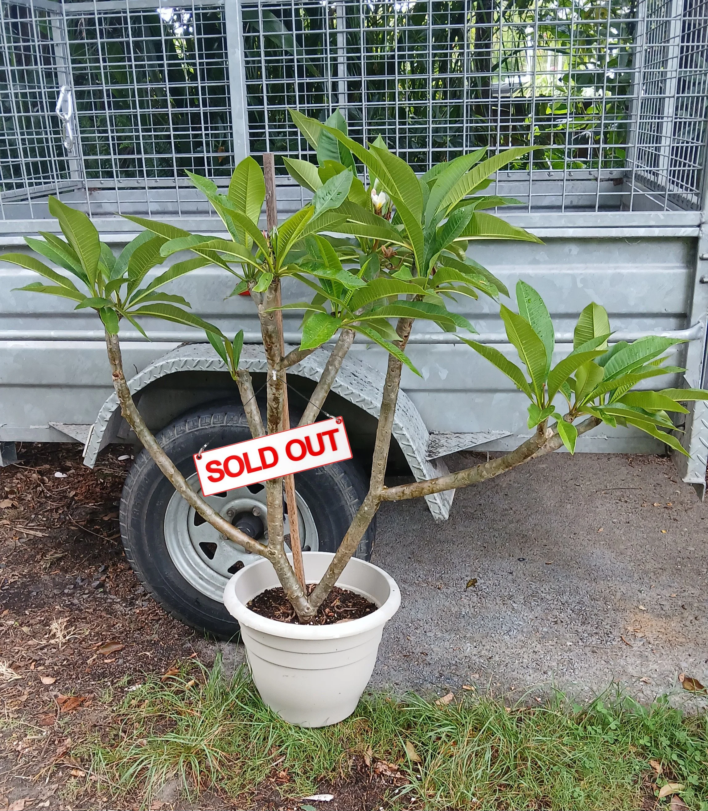 *SOLD* White/Yellow Advanced Sized Frangipani in 40cm pot