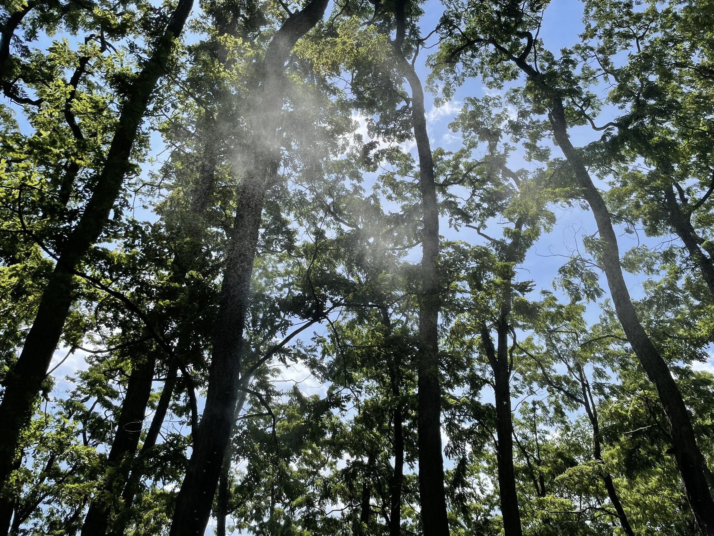 IMG_8035.jpeg