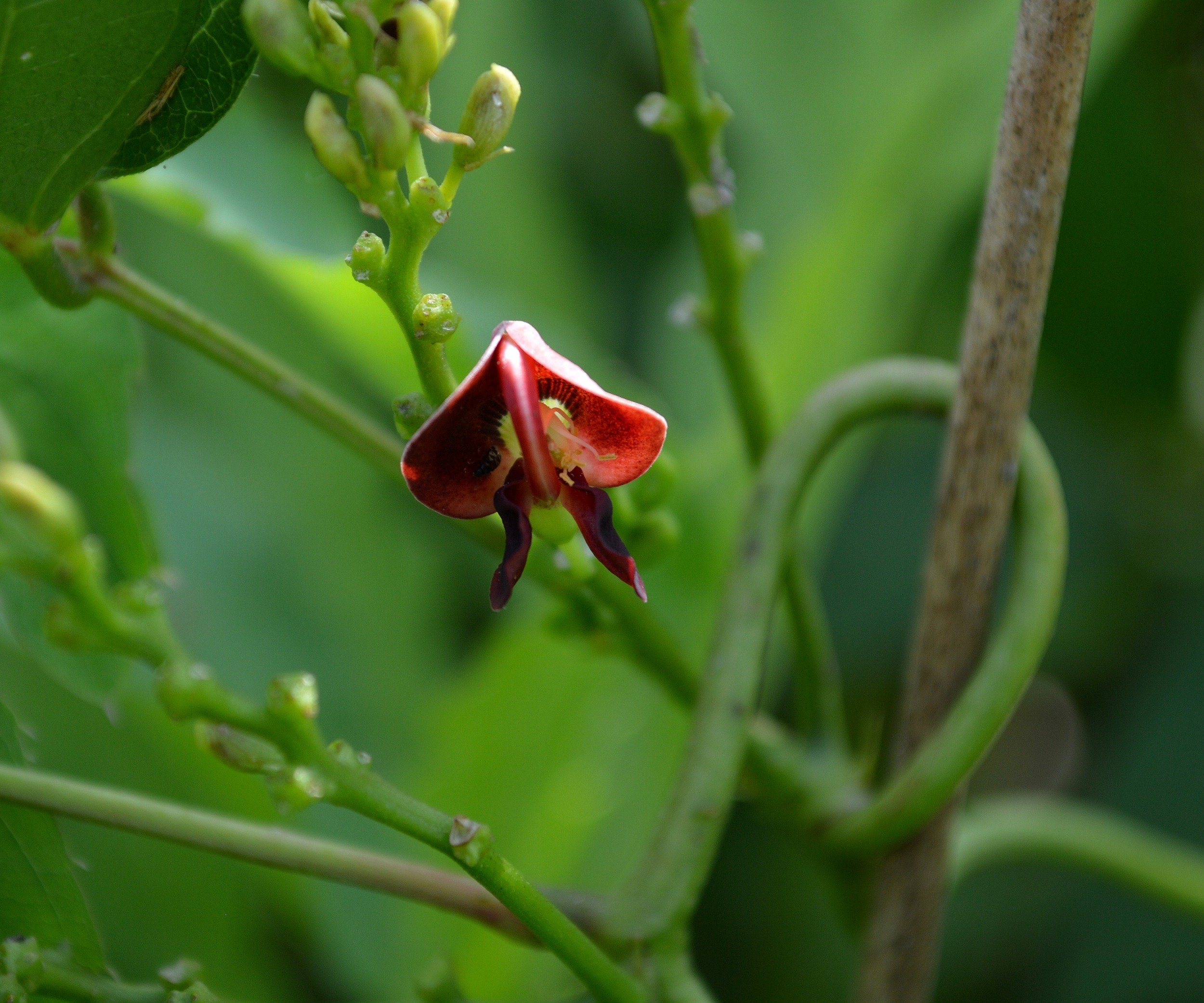 Hopniss — The American Groundnut