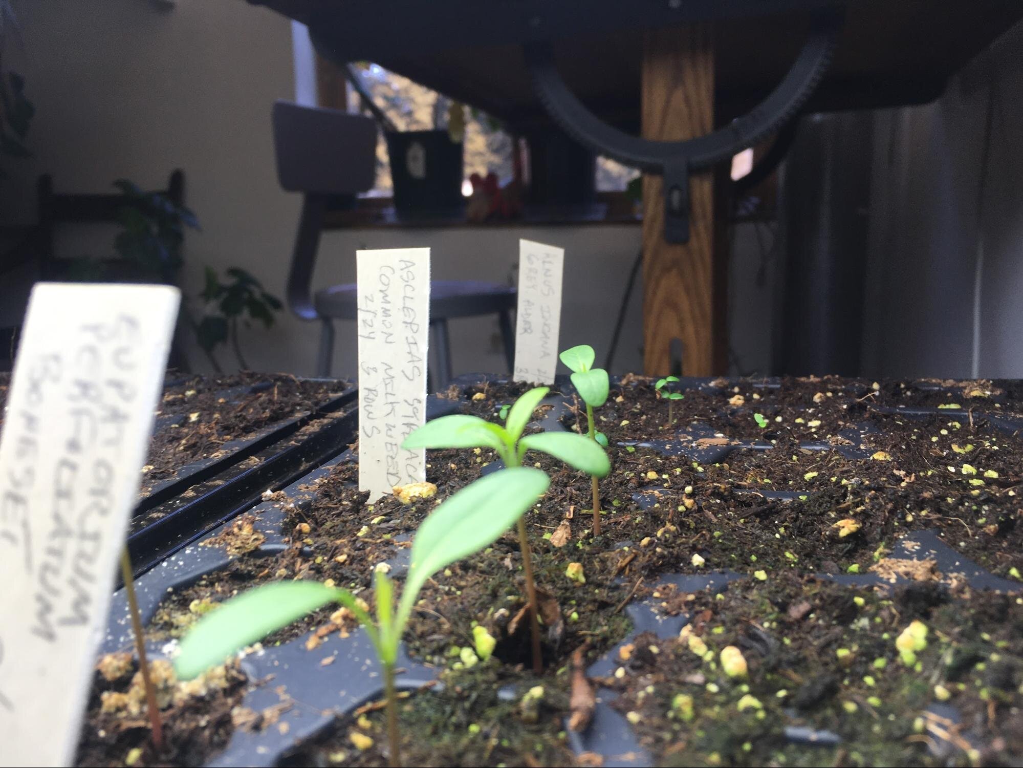 Creating the Right Environment to Grow Backyard Vegetables