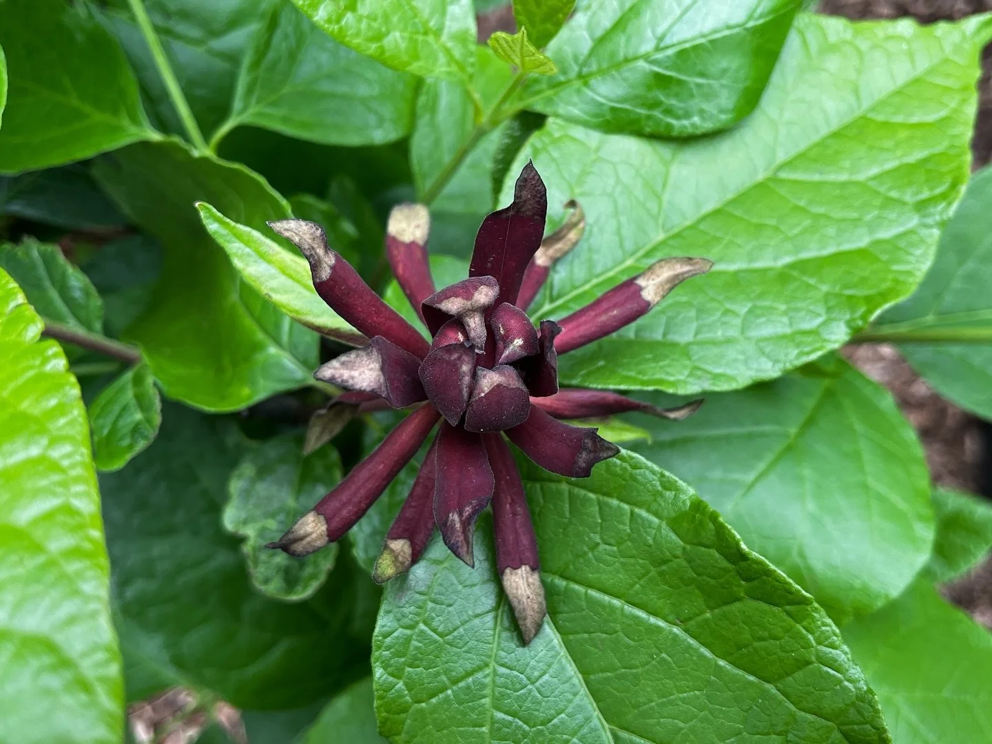 In the last few weeks we have brought dozens of new species into our nursery and we are nearing peak inventory for the year. Come stop by anytime between 10 and 6, seven days a week. Our native plant nursery is more than a garden; it is a living test
