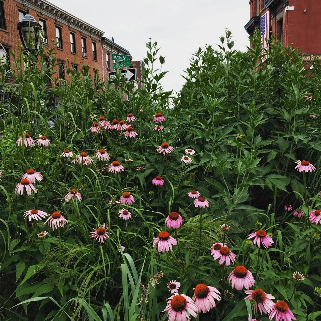 1nature-20170706_105508-3083622658.jpg