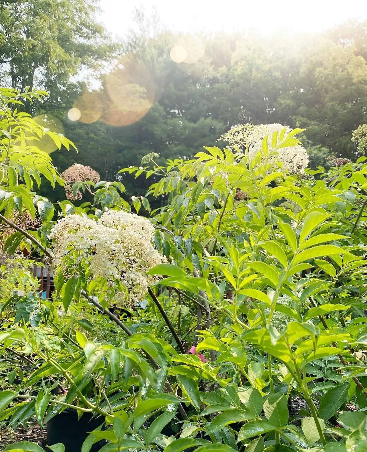 It&rsquo;s a powerful thing to witness the first fruits forming on our elderberry shrubs &mdash; a reminder of what&rsquo;s possible when we care for the land and each other. These tiny berries carry generations of medicine and connection. At our nur