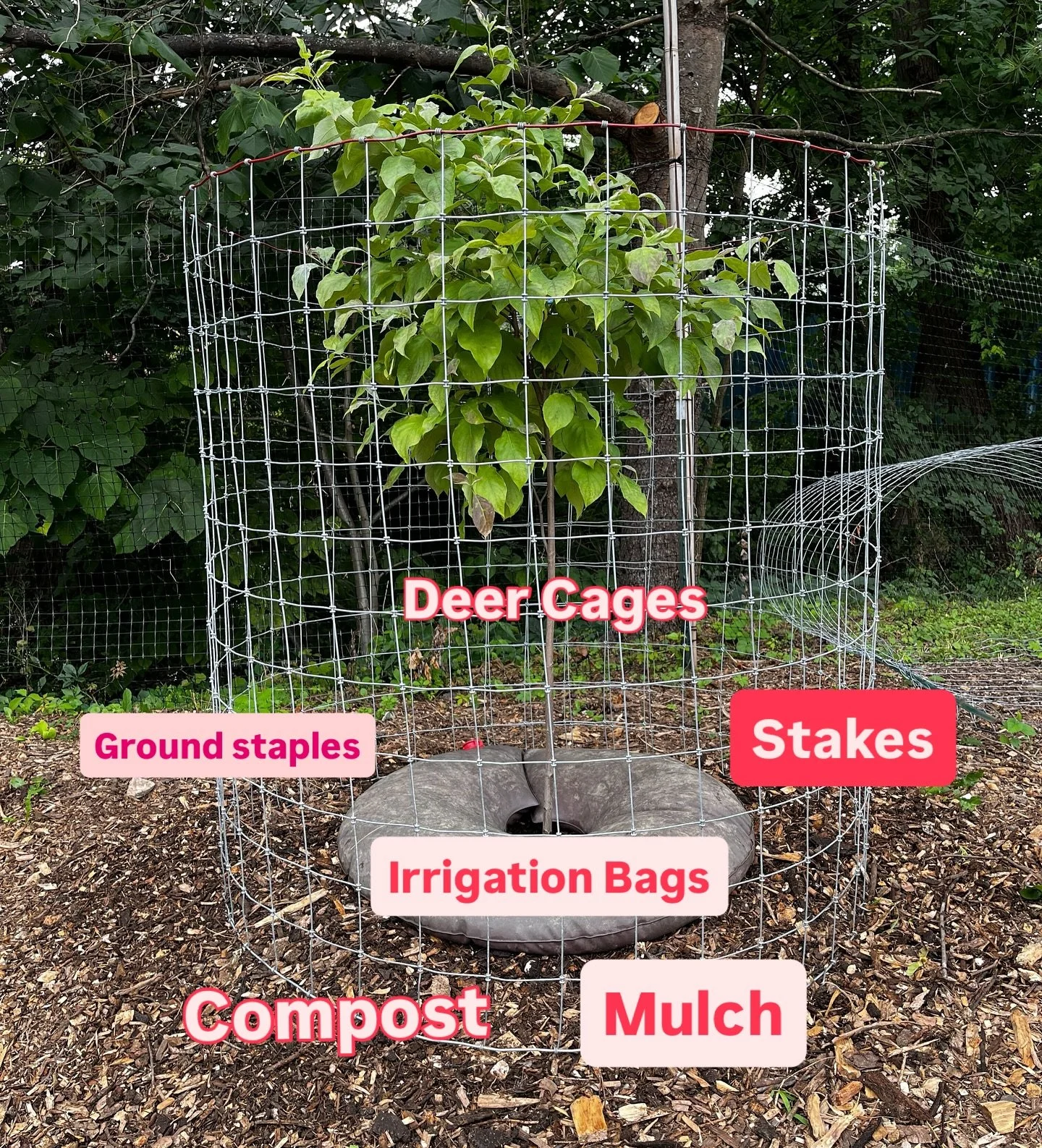 Tree planting season is approaching, and it&rsquo;s an important time not just for landkeepers and gardeners, but for the ecosystems we hope to support. As a Nursery, we have seen firsthand how well-intentioned plantings can fail if early protection 