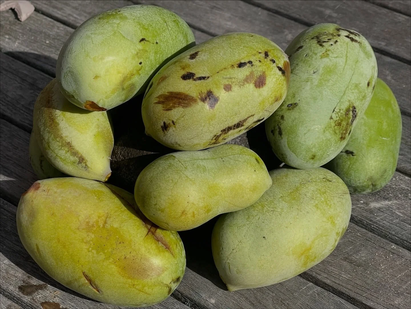 My friends, have you ever tasted the pawpaw? We welcome you to visit our nursery this week and try it for yourself. It is a small fruit, but when you eat it, you discover something larger &hellip;  a NEW way of seeing the gifts of the land.

The pawp