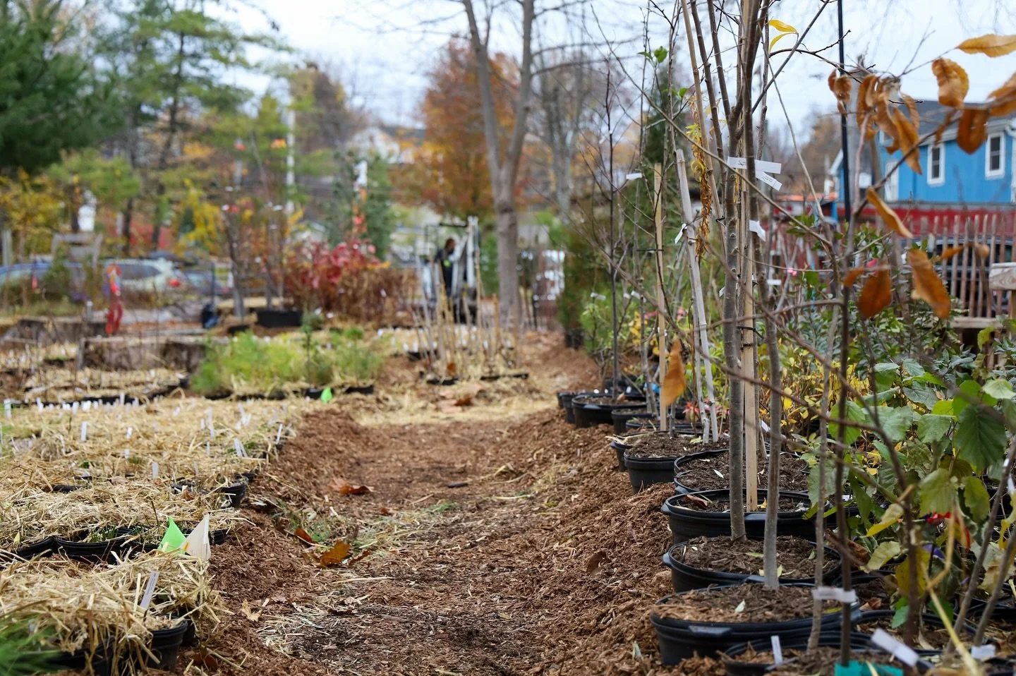 By a creek once in bloom
There were pots all in rows
While a living soil grows
And a soft November light
Glowing gentle and bright

And there were workers boots
Avoiding soft, tender roots
And a watering can
And a new spring plan

And a spool of twin